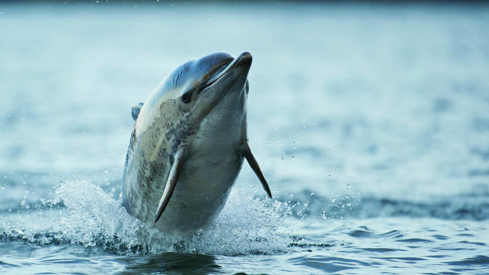 Dolphin in the Menai Strait 