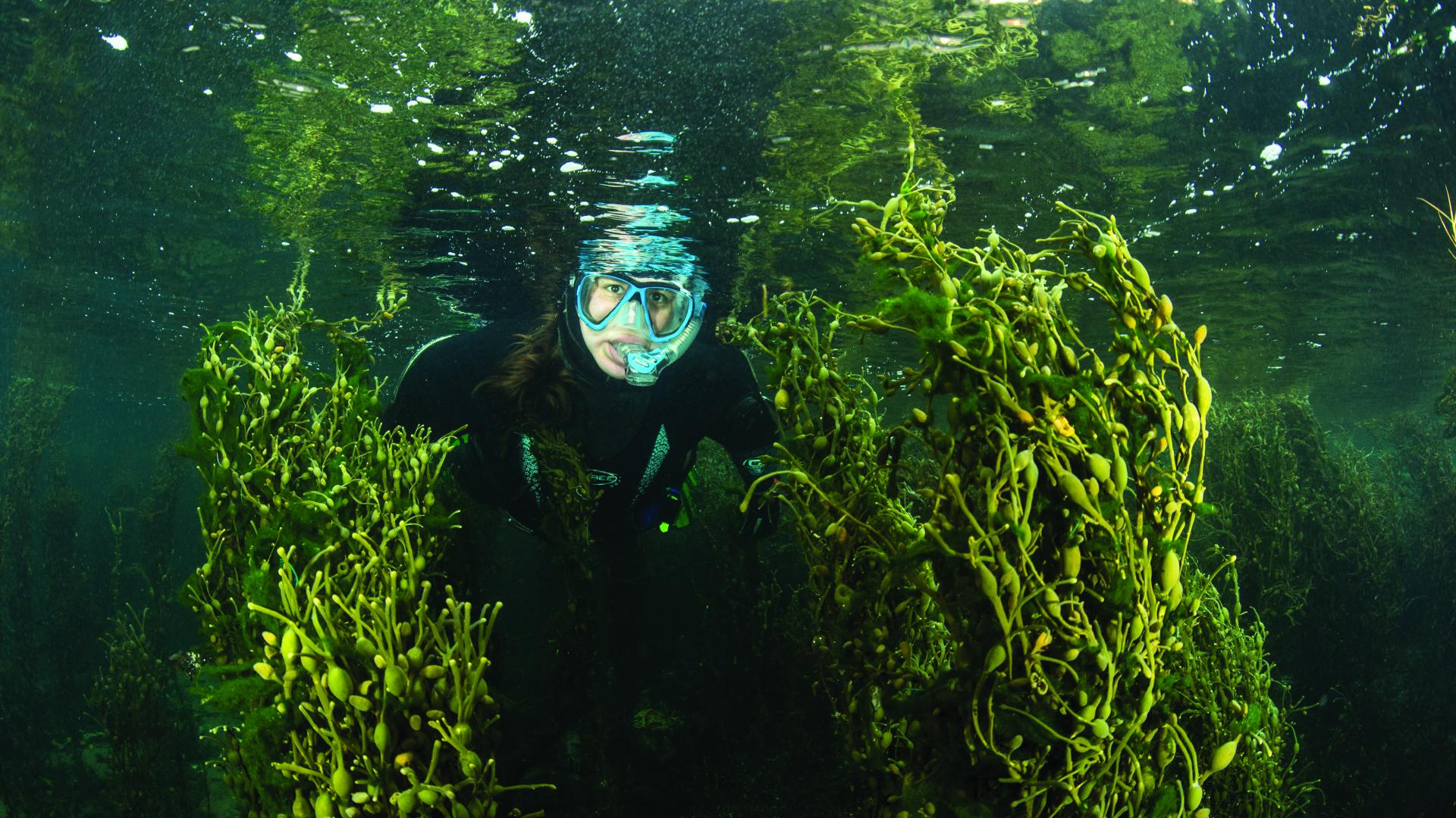 Marine Biology and Oceanography | Bangor University