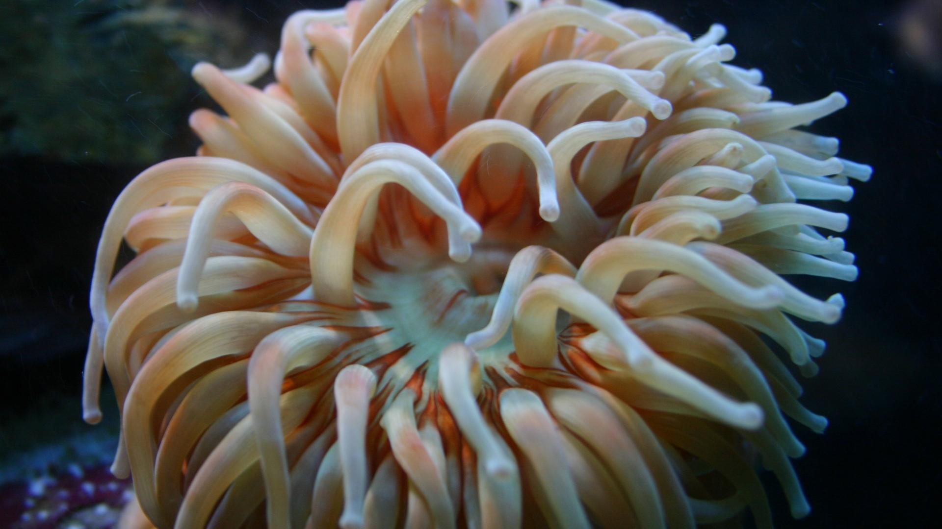 Dahlia anemone yn wely’r môr