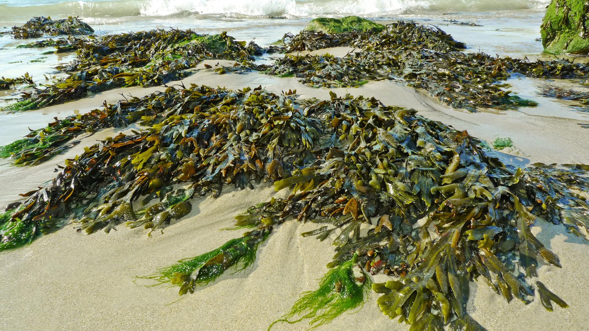 Seaweed on the shore 