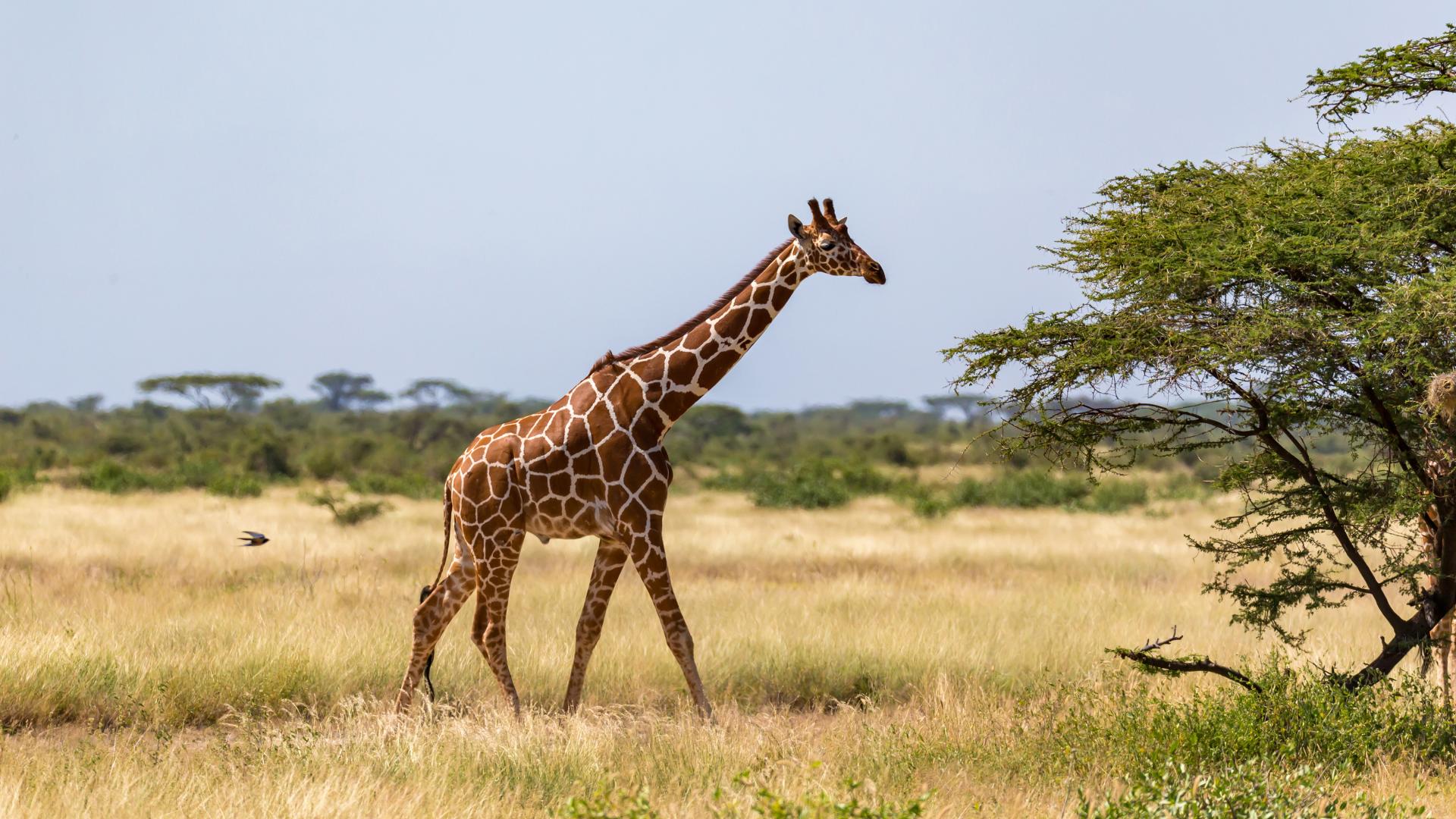 Wild giraffe in Africa  