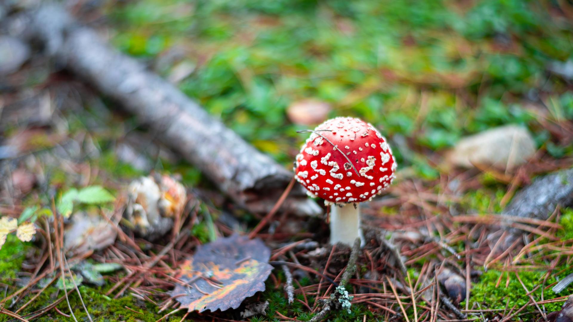 Wild mushroom growing in a forest 