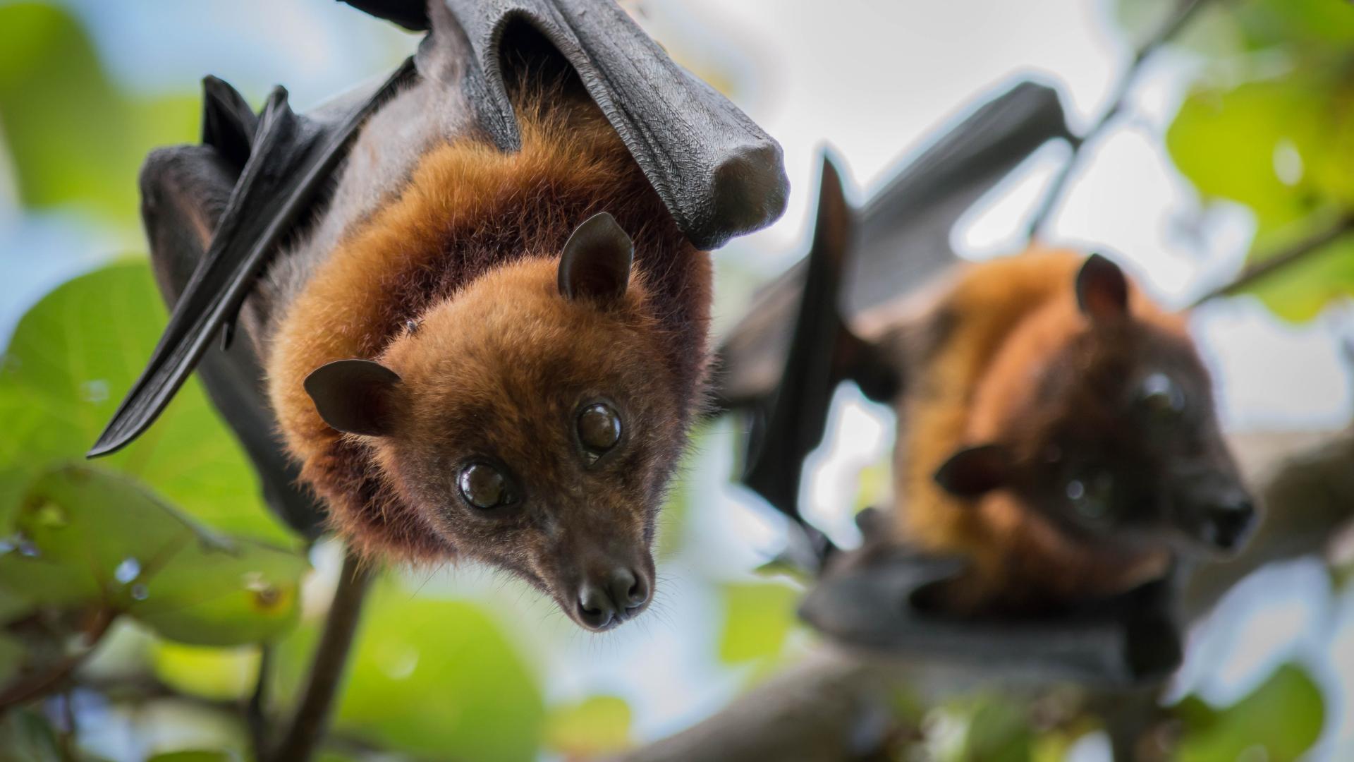 A couple of fruit bats hanging from a tree