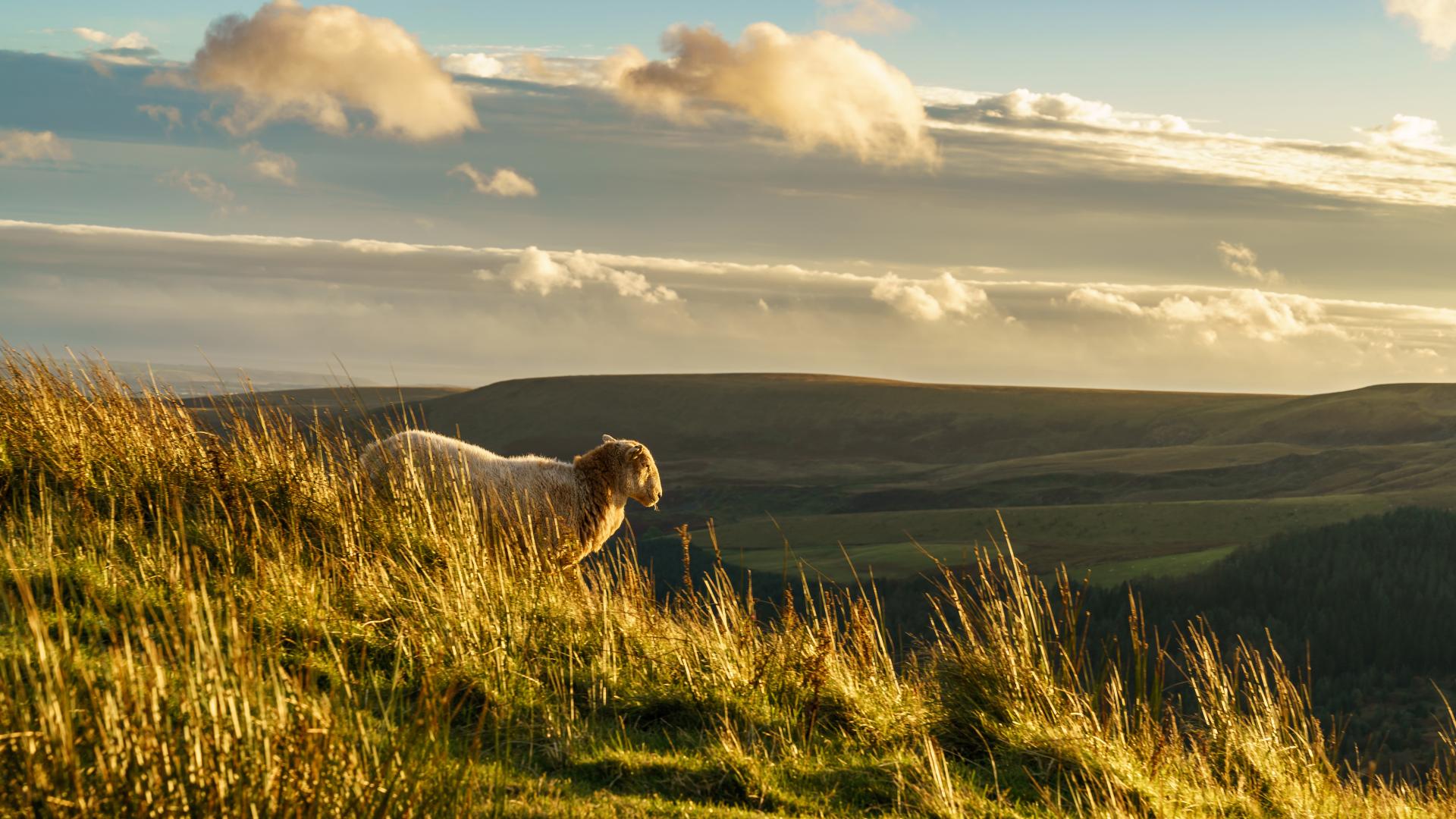 Sheep roaming the Snowdonia National Park 