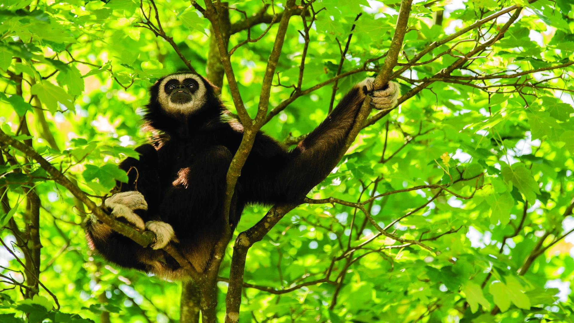 Gibbon yn eistedd yn y coed