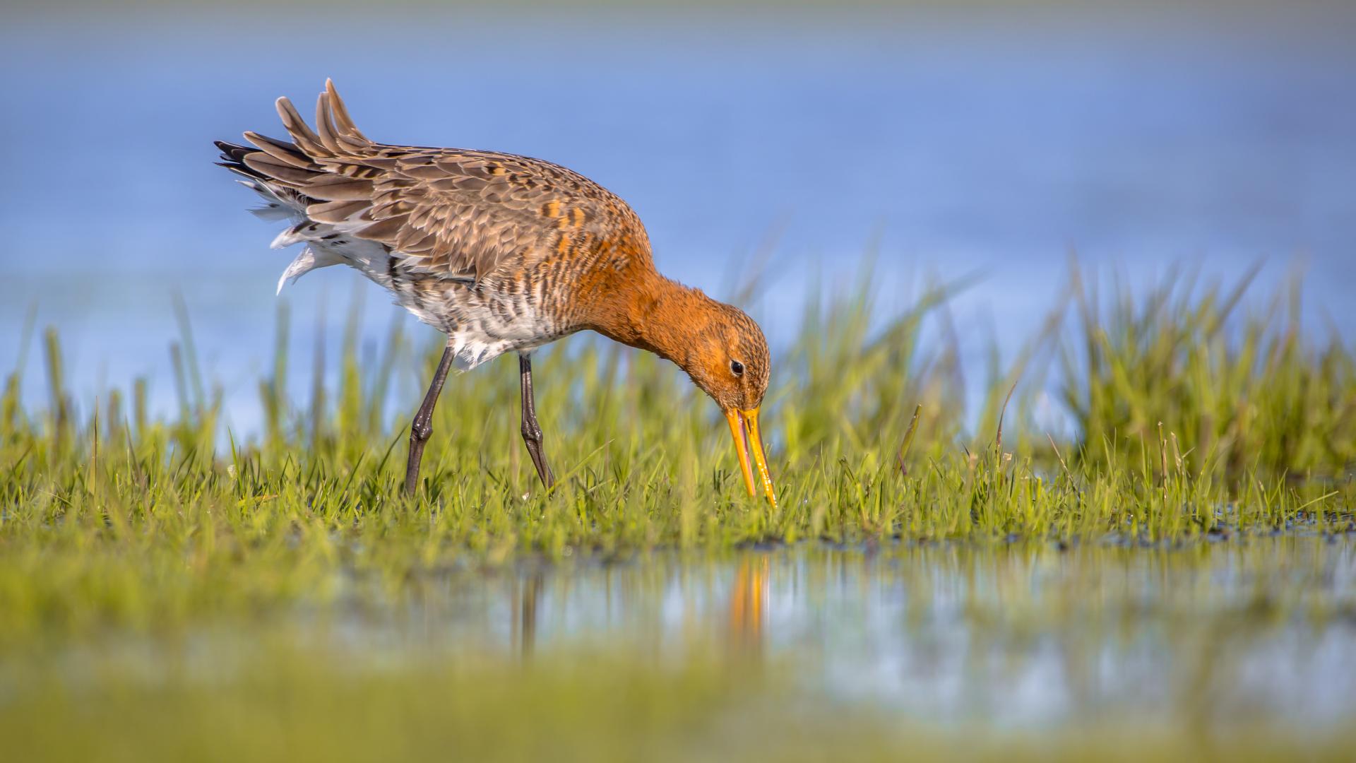 Godwit drinking from river