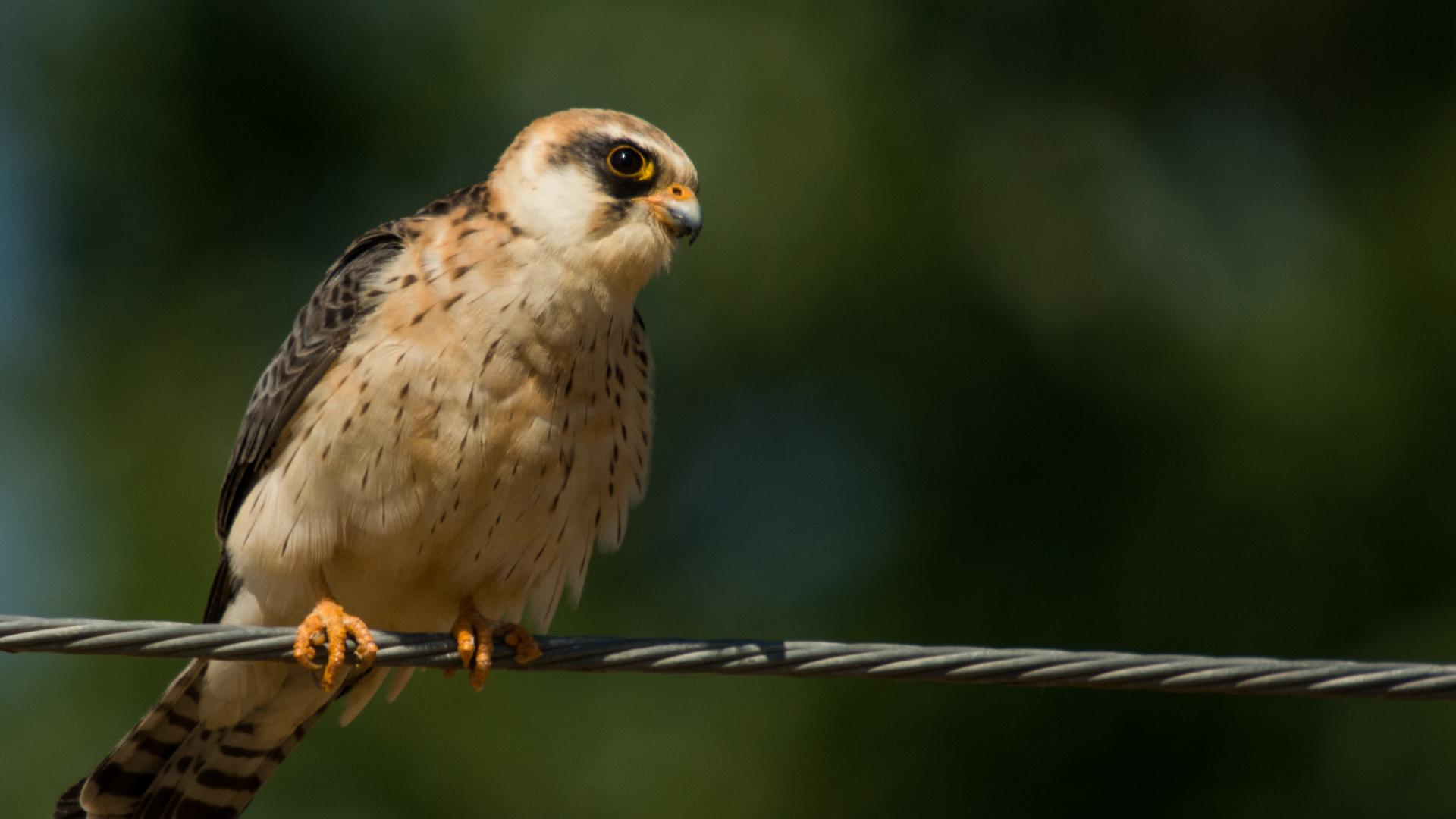 Red footed falcon resting on a fence 