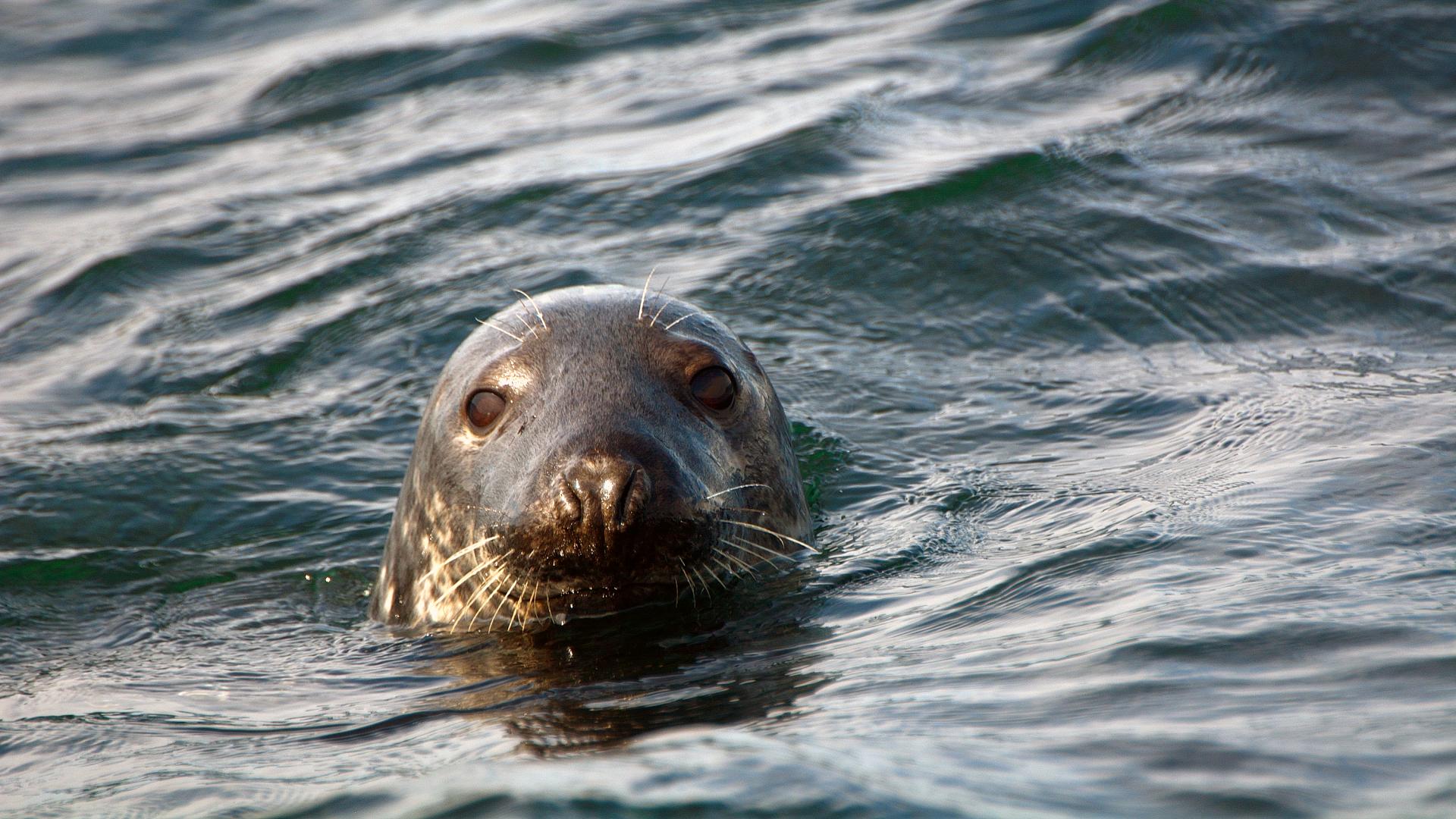 Sea lion in the ocean 