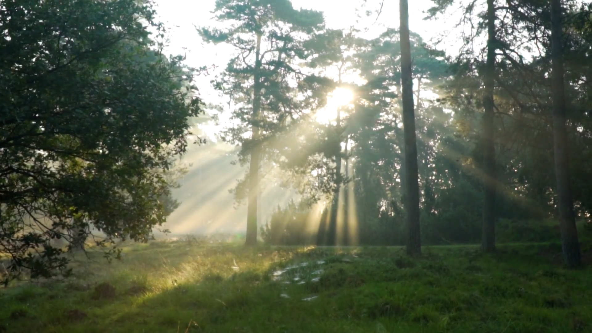 Forestry, sunlight in the forest 