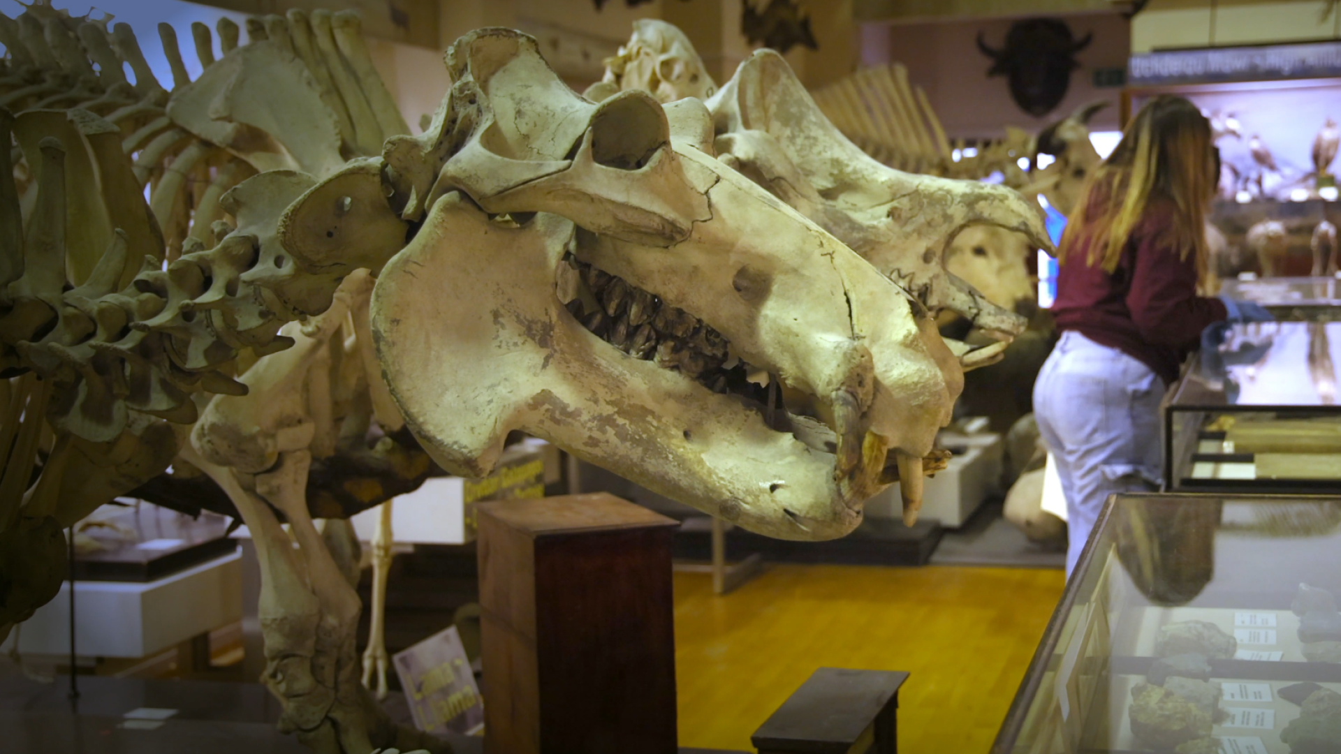 Brambell Natural History Museum
