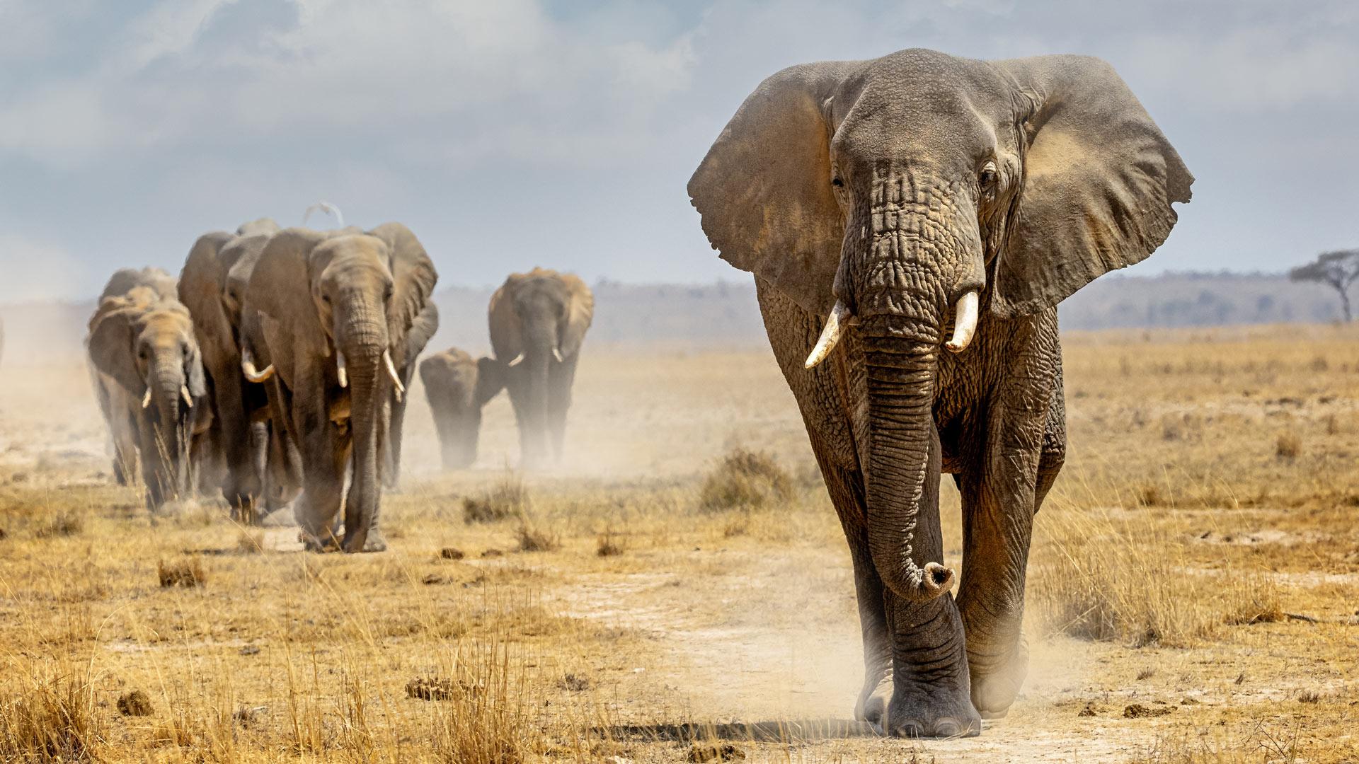 Elephants in natural habitat
