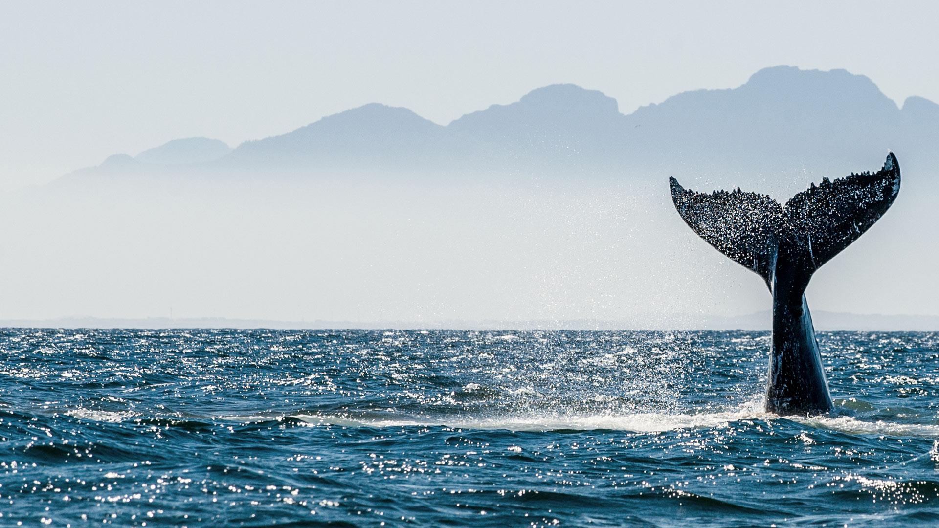 Whale's Tail protruding from the ocean mid dive