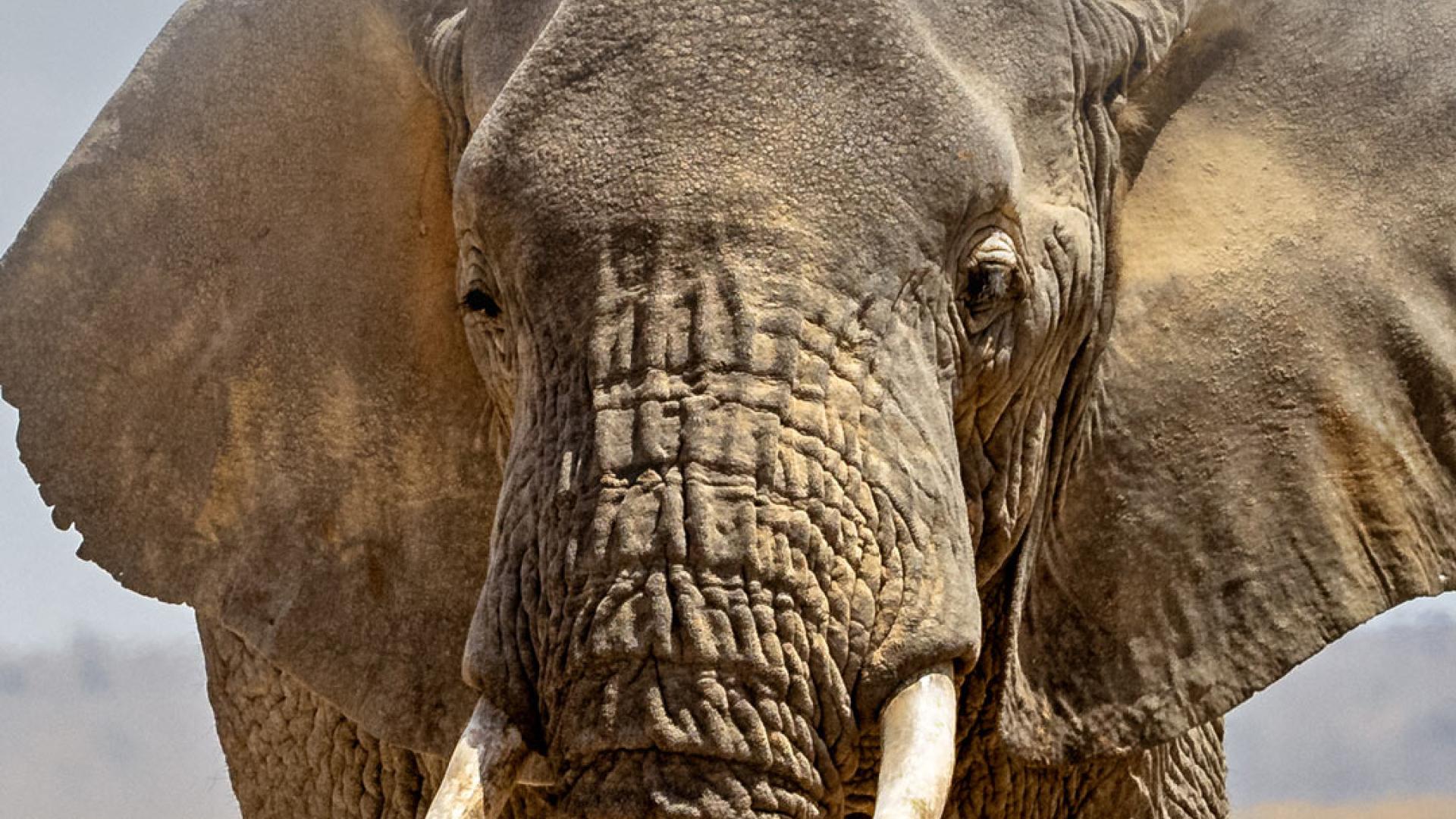 Elephants in natural habitat