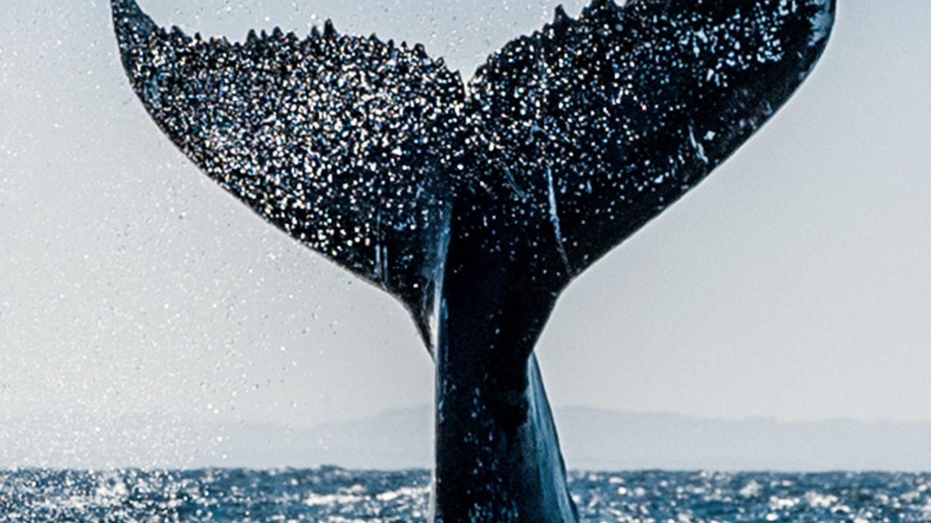 Whale's Tail protruding from the ocean mid dive