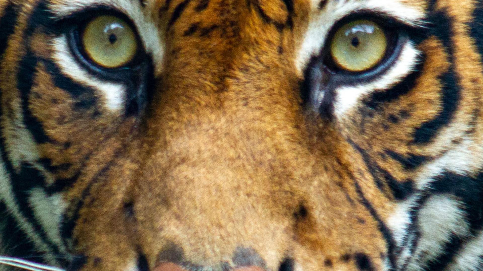 Tiger in natural habitat