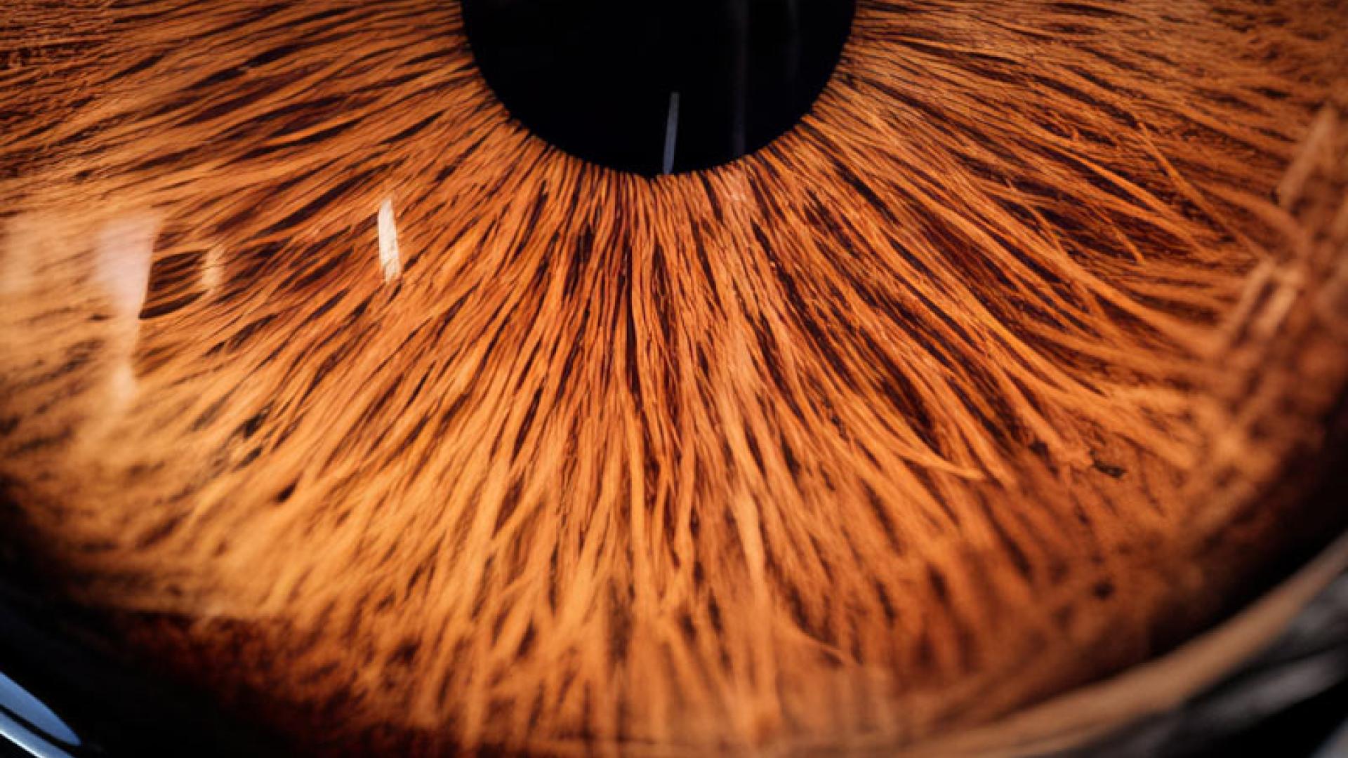 Tigers Eye close up