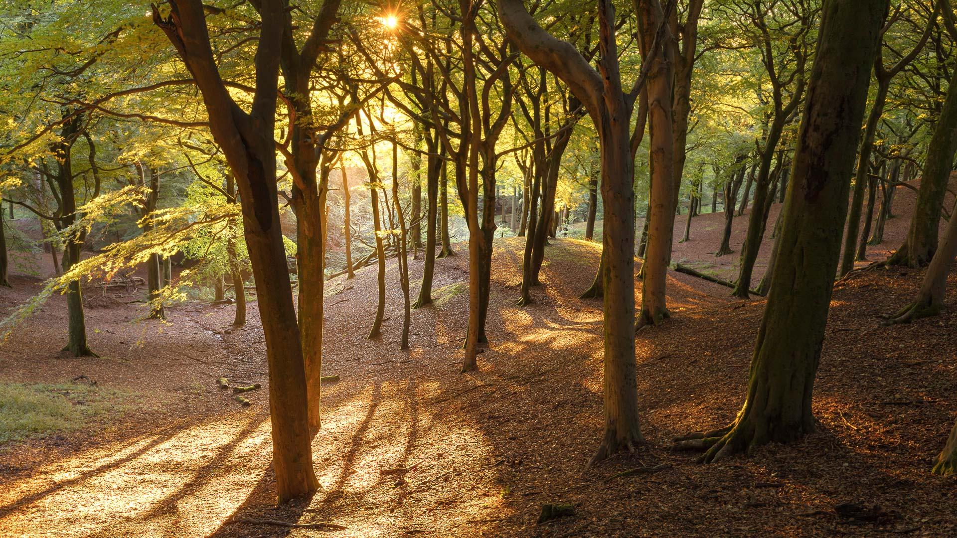 Forest with sunset gleaming through trees