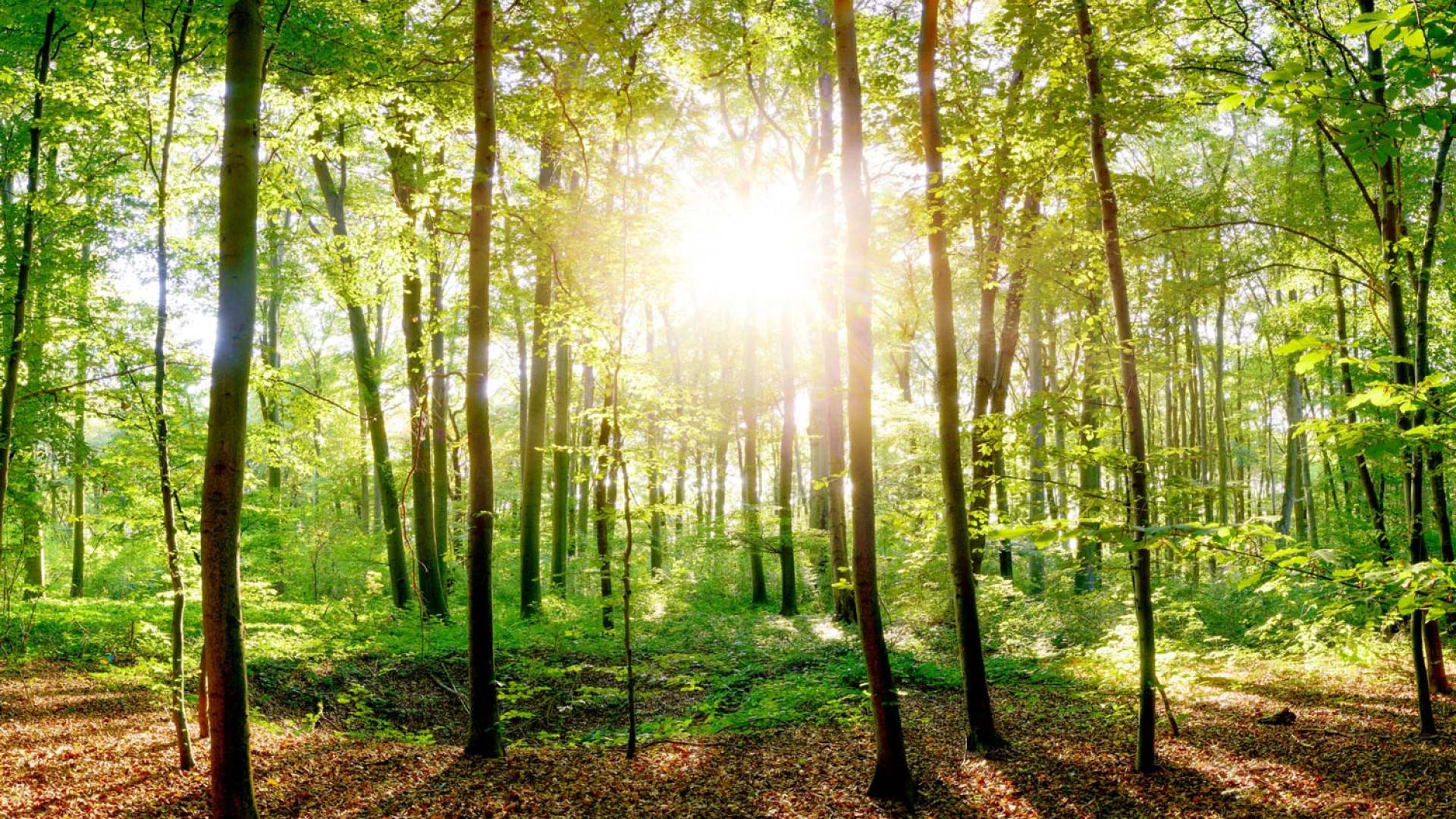 Sun shining through the trees in a forest