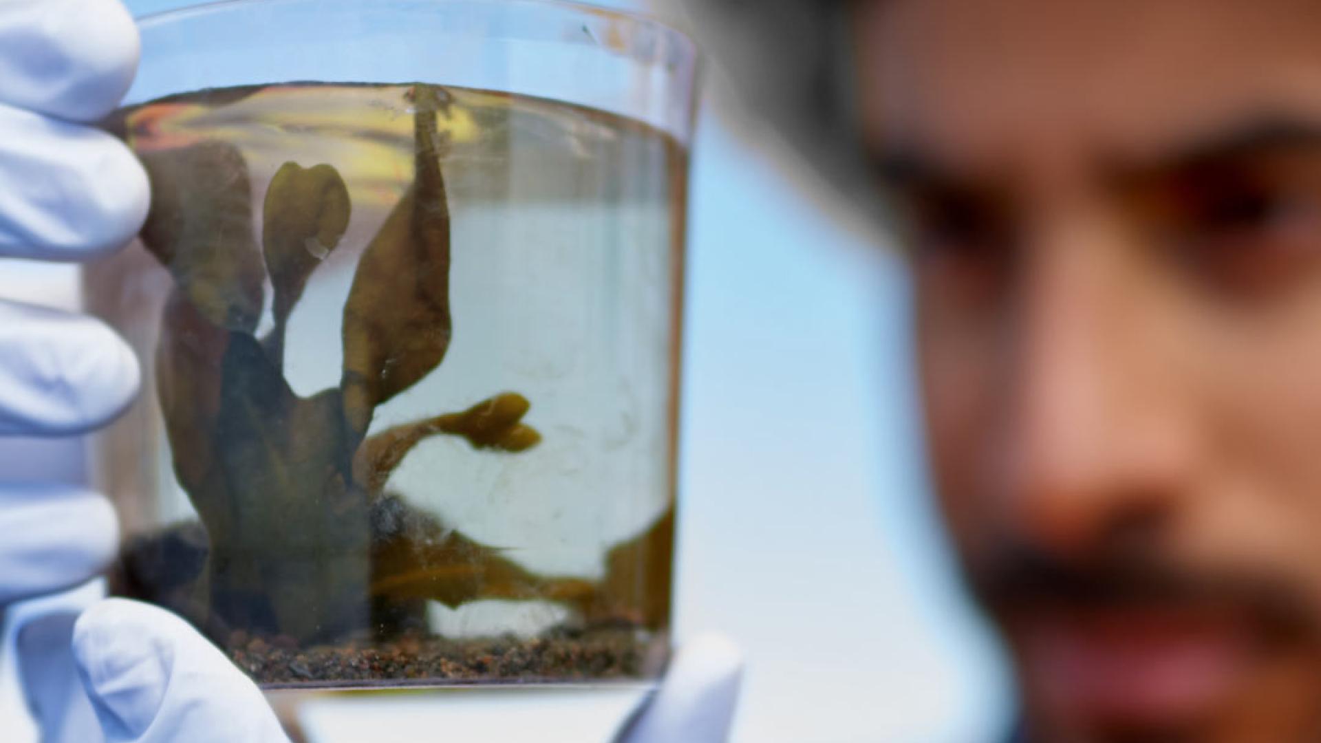 Marine Biology student studying sea creatures