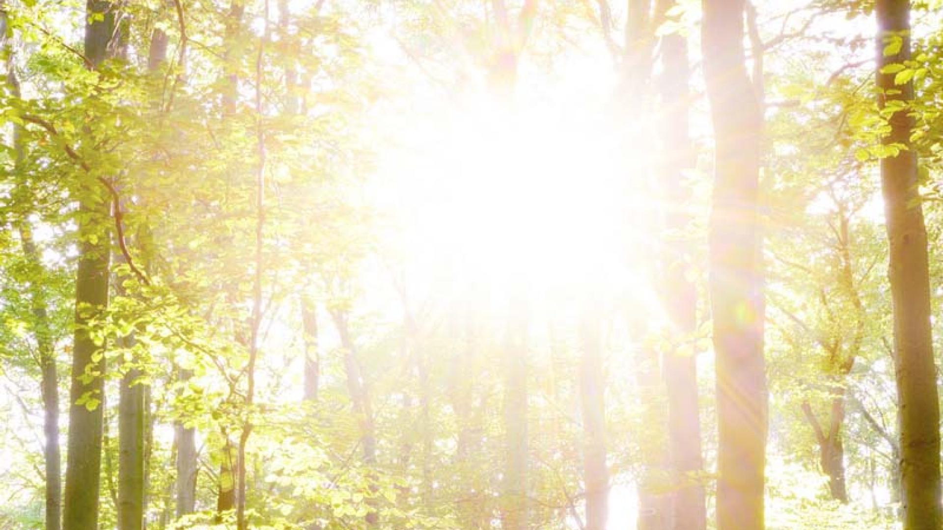 Sun shining through the trees in a forest