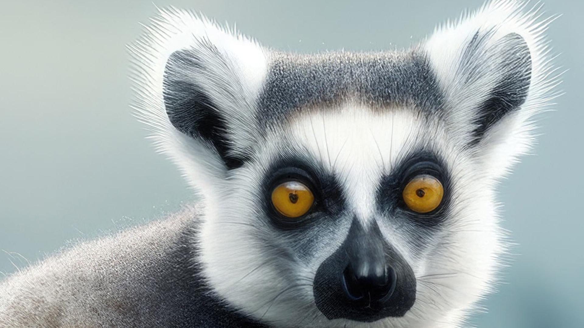 Captive Lemur