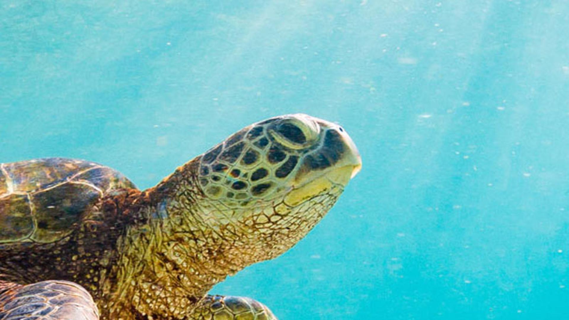 Turtle swimming under water