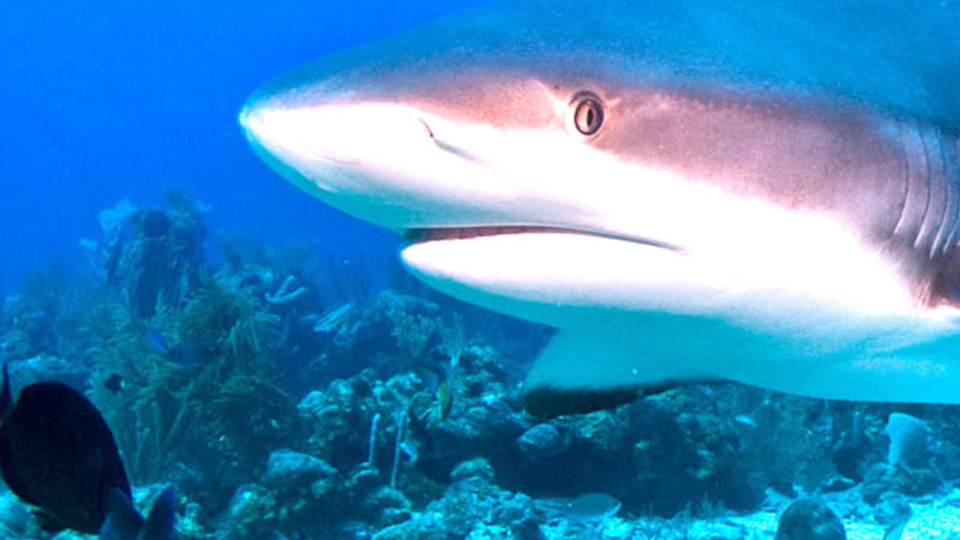 Marine Conservation - shark
