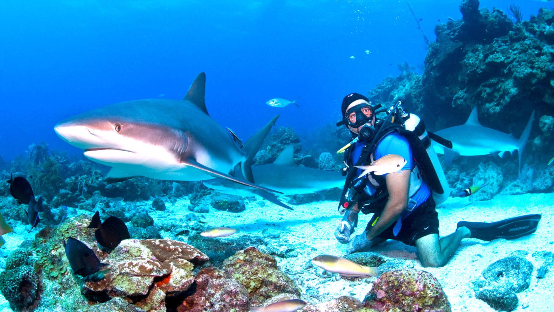 Shark and Diver