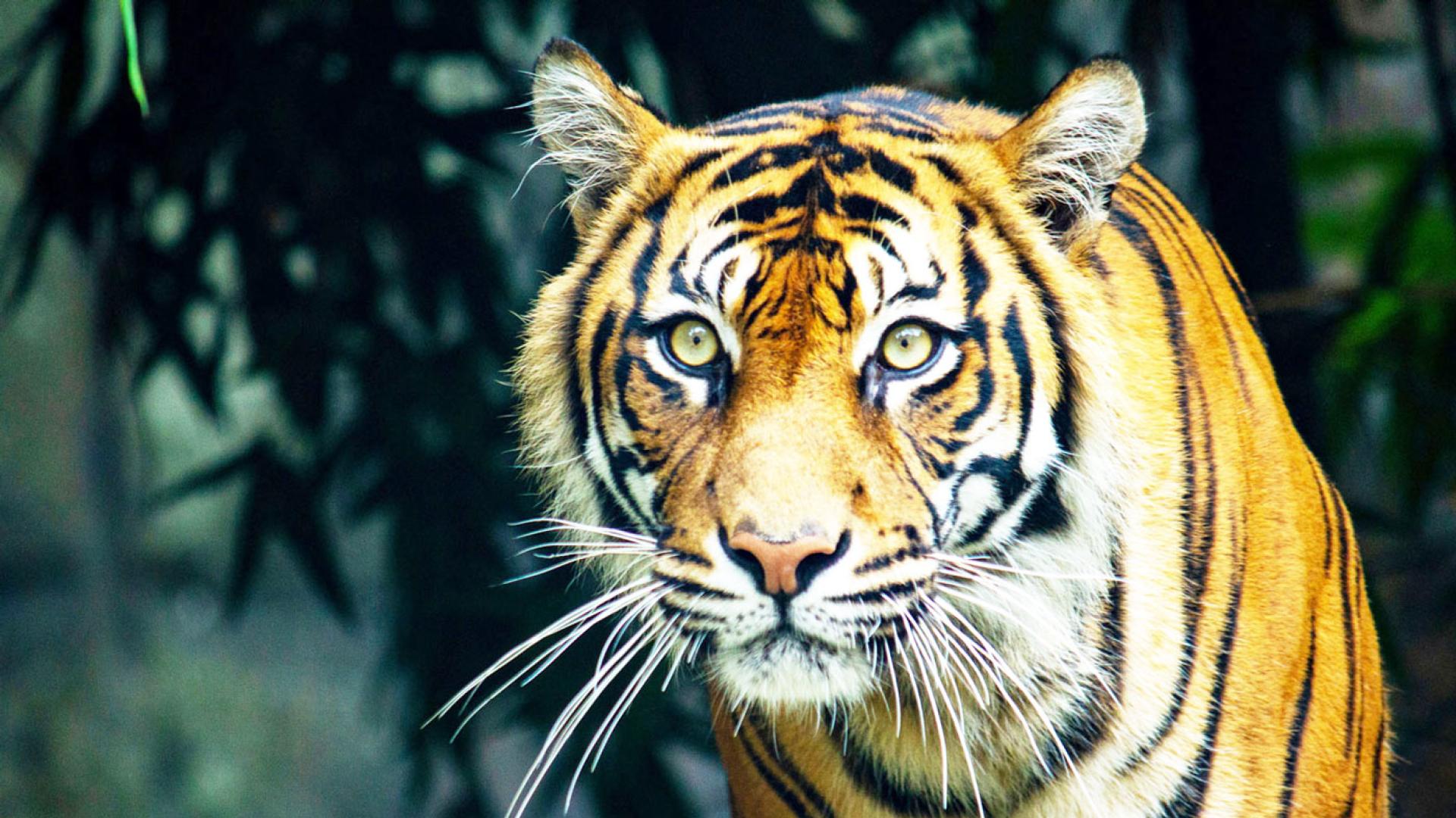 Tiger in natural habitat