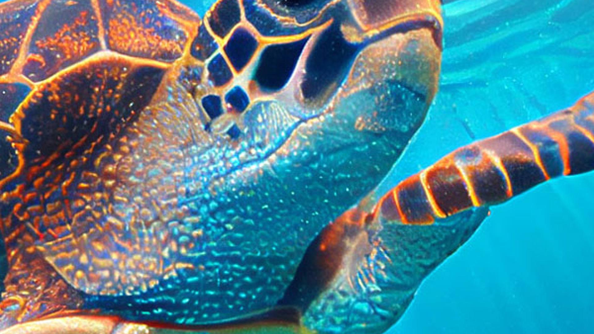Turtle swimming under water