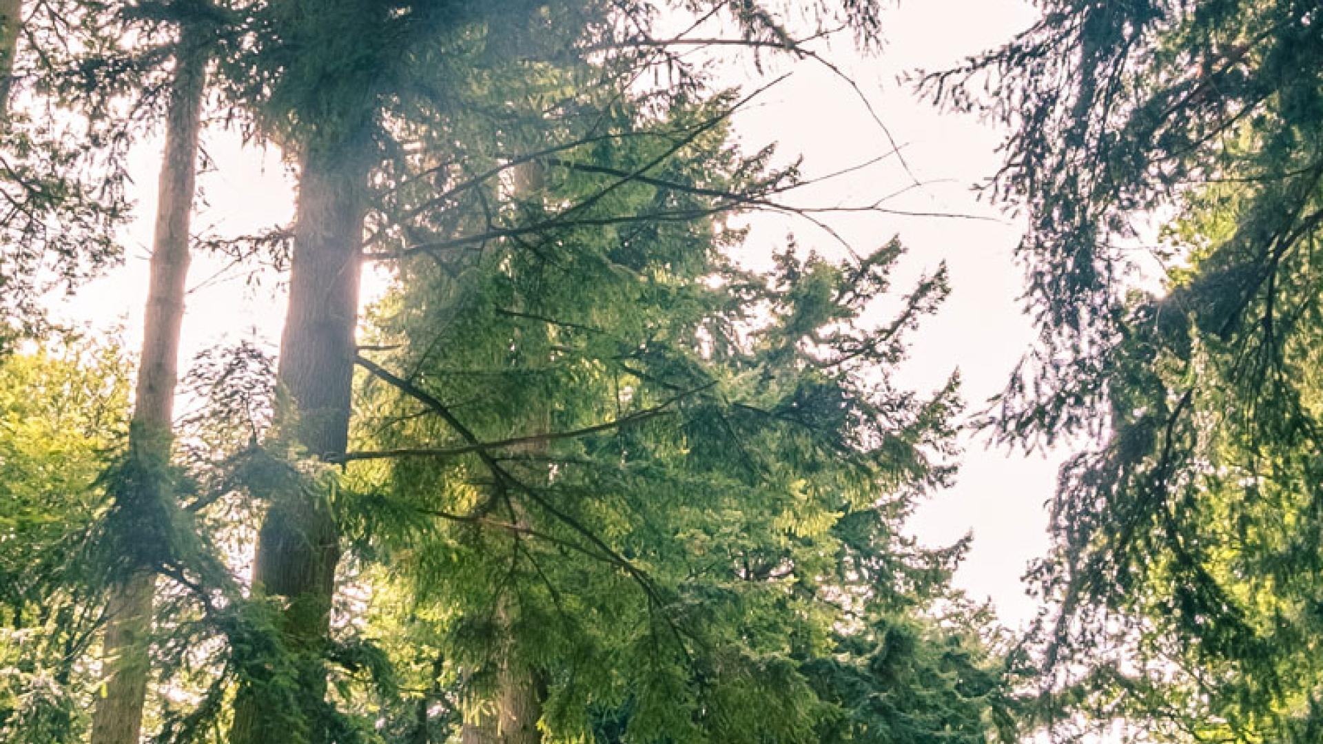 Sun shining through trees in woodland