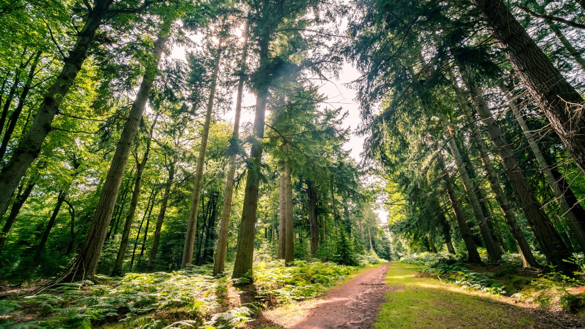 Woodland