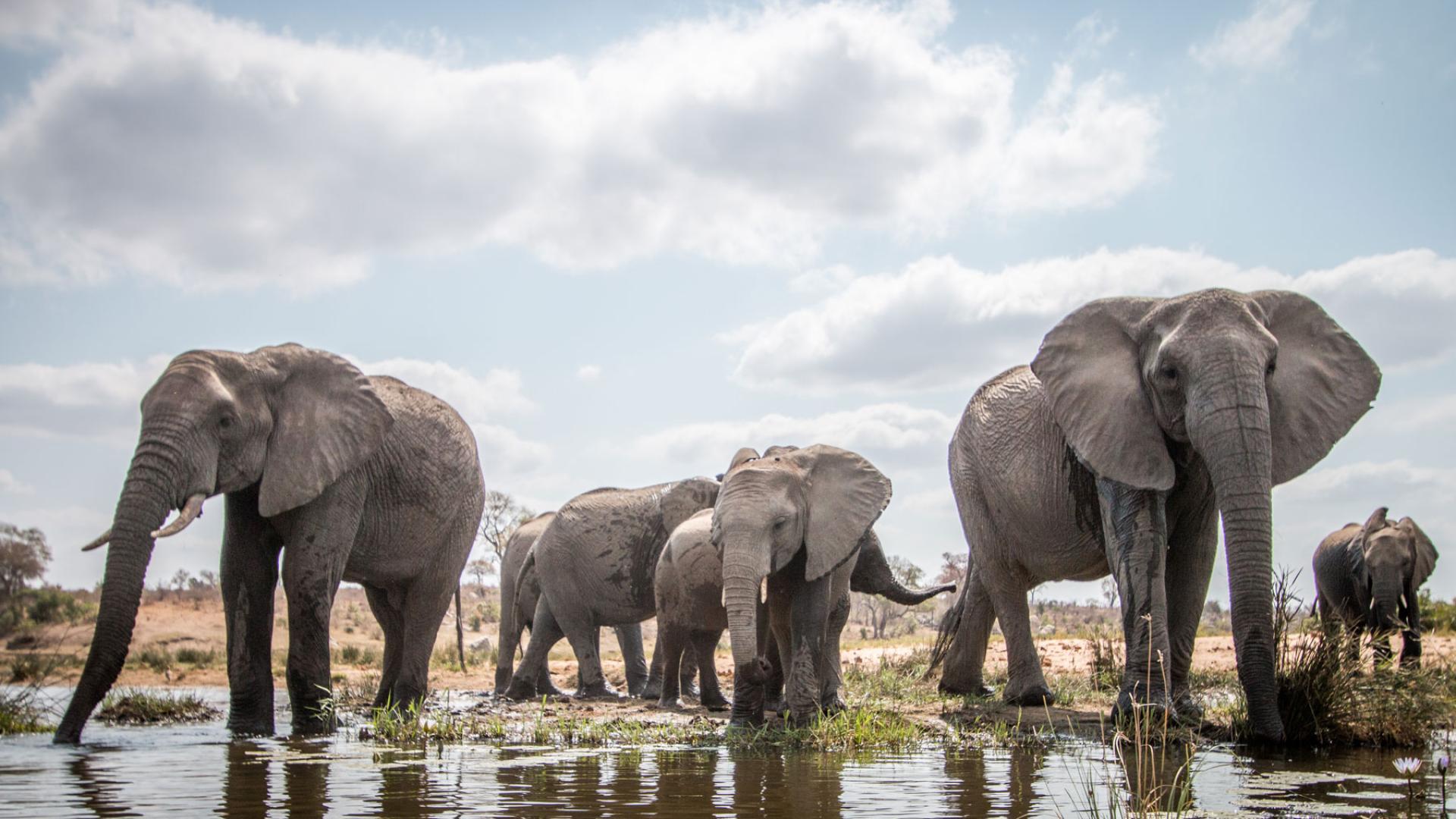Herd of Elephants drinking from a body of water