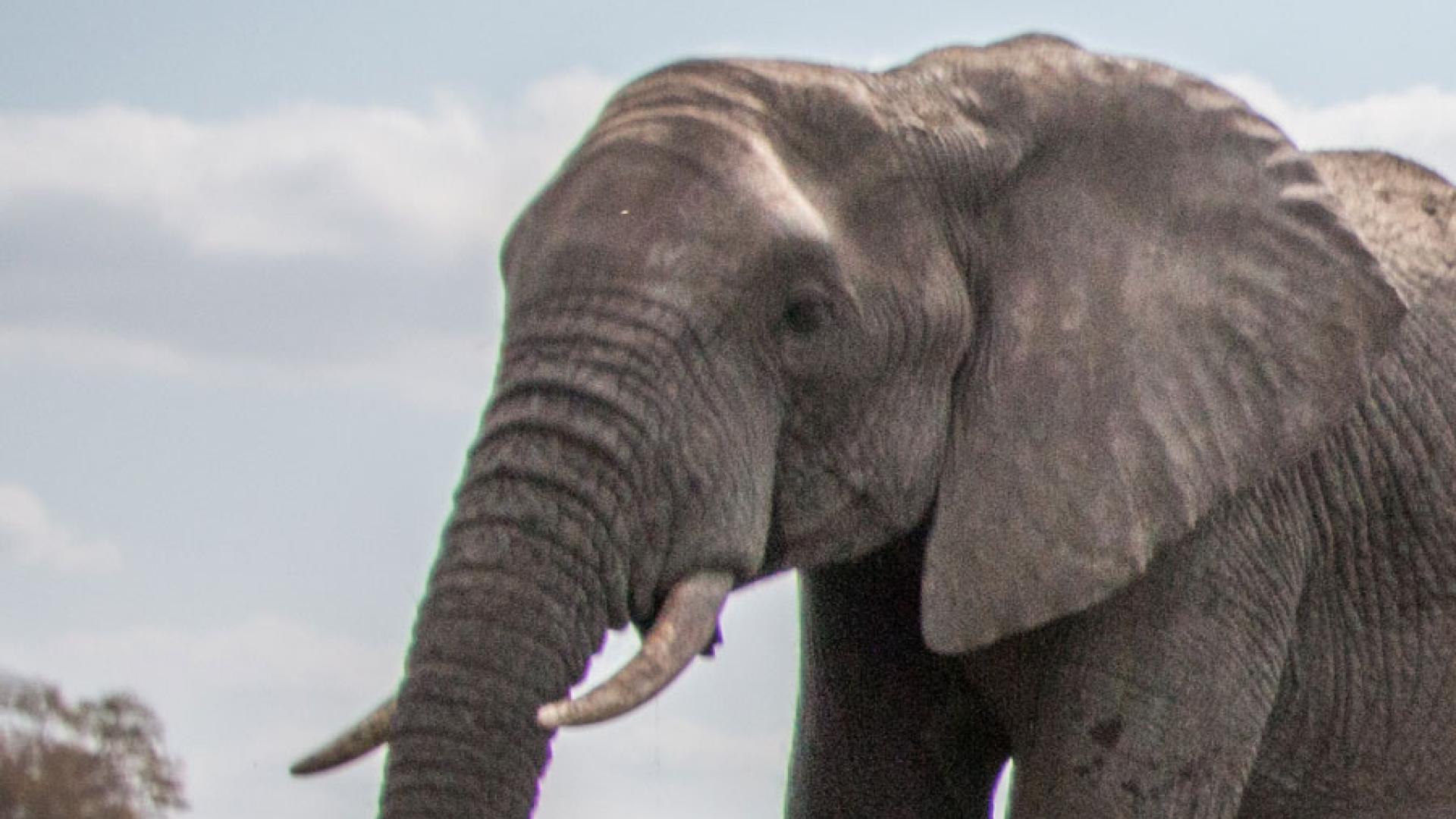 Elephant drinking from a body of water