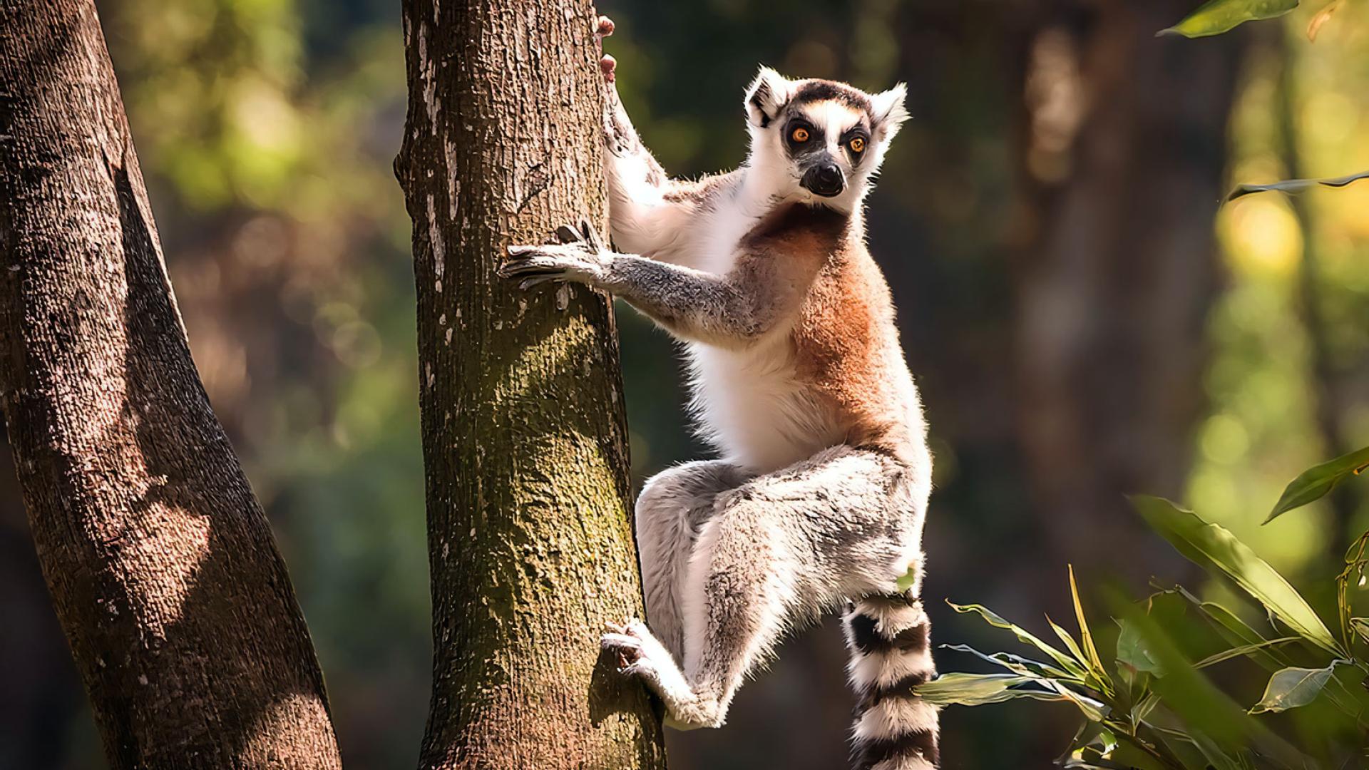 Lemur catta climbing a tree in the wild 