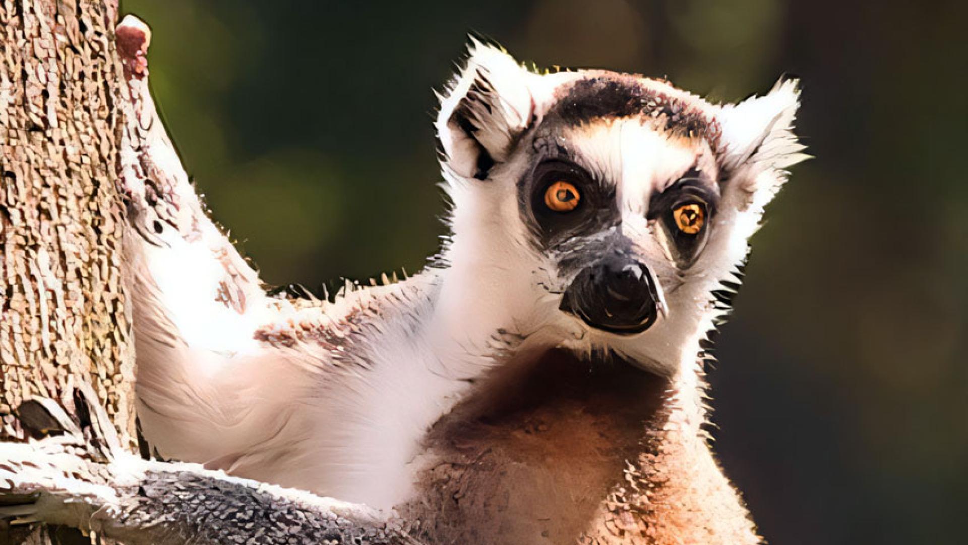 Lemur catta climbing a tree in the wild 
