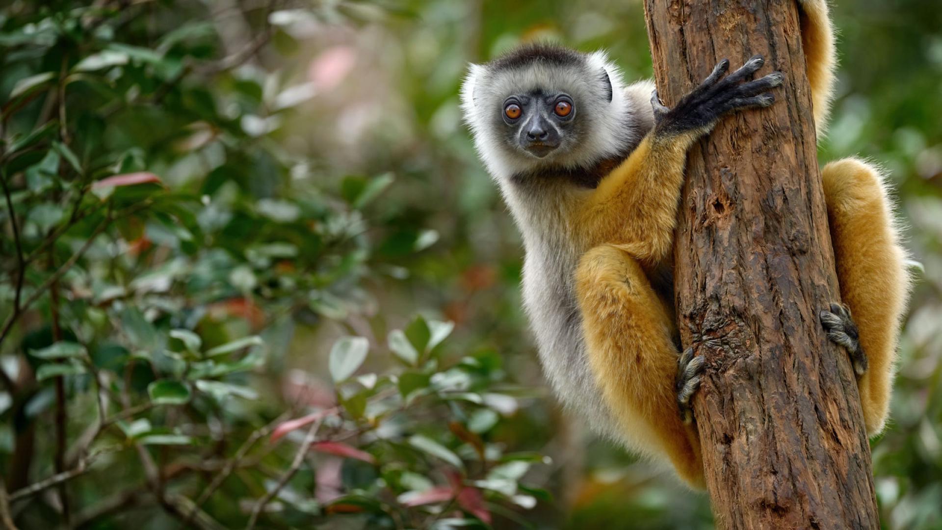 Diademed sifaka monkey in green grass forest 