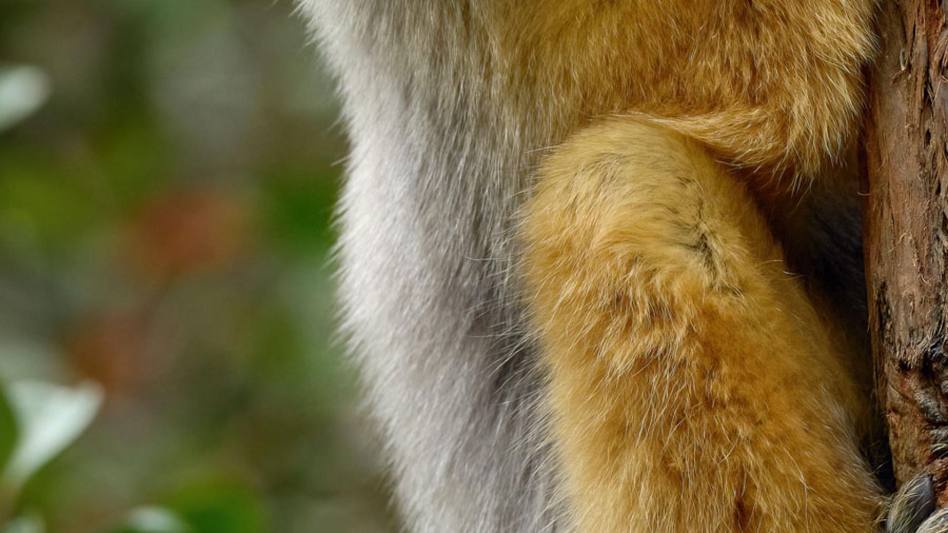 Diademed sifaka monkey in green grass forest 