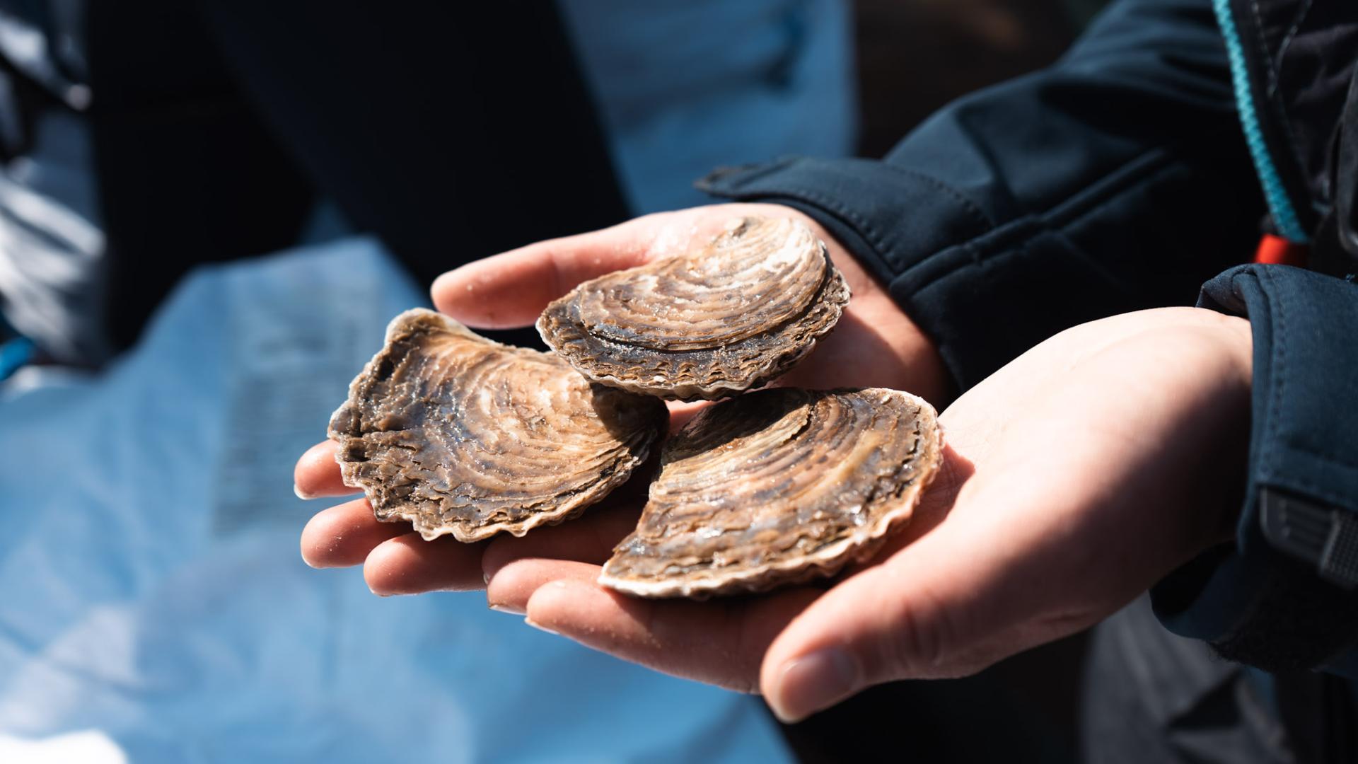 Wild Oysters- volunteers