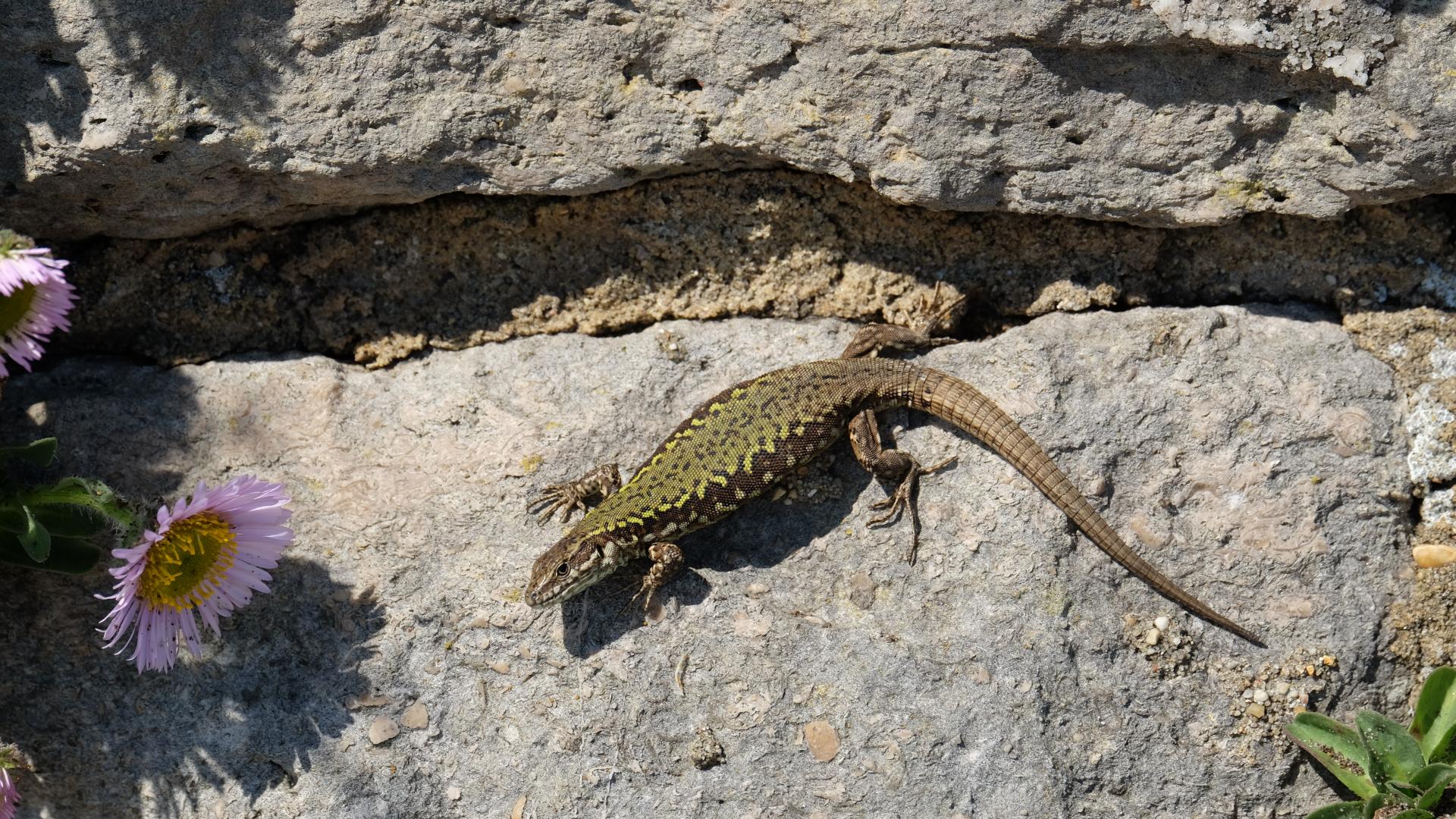 New research suggests warming winters could cause DNA damage in lizards ...