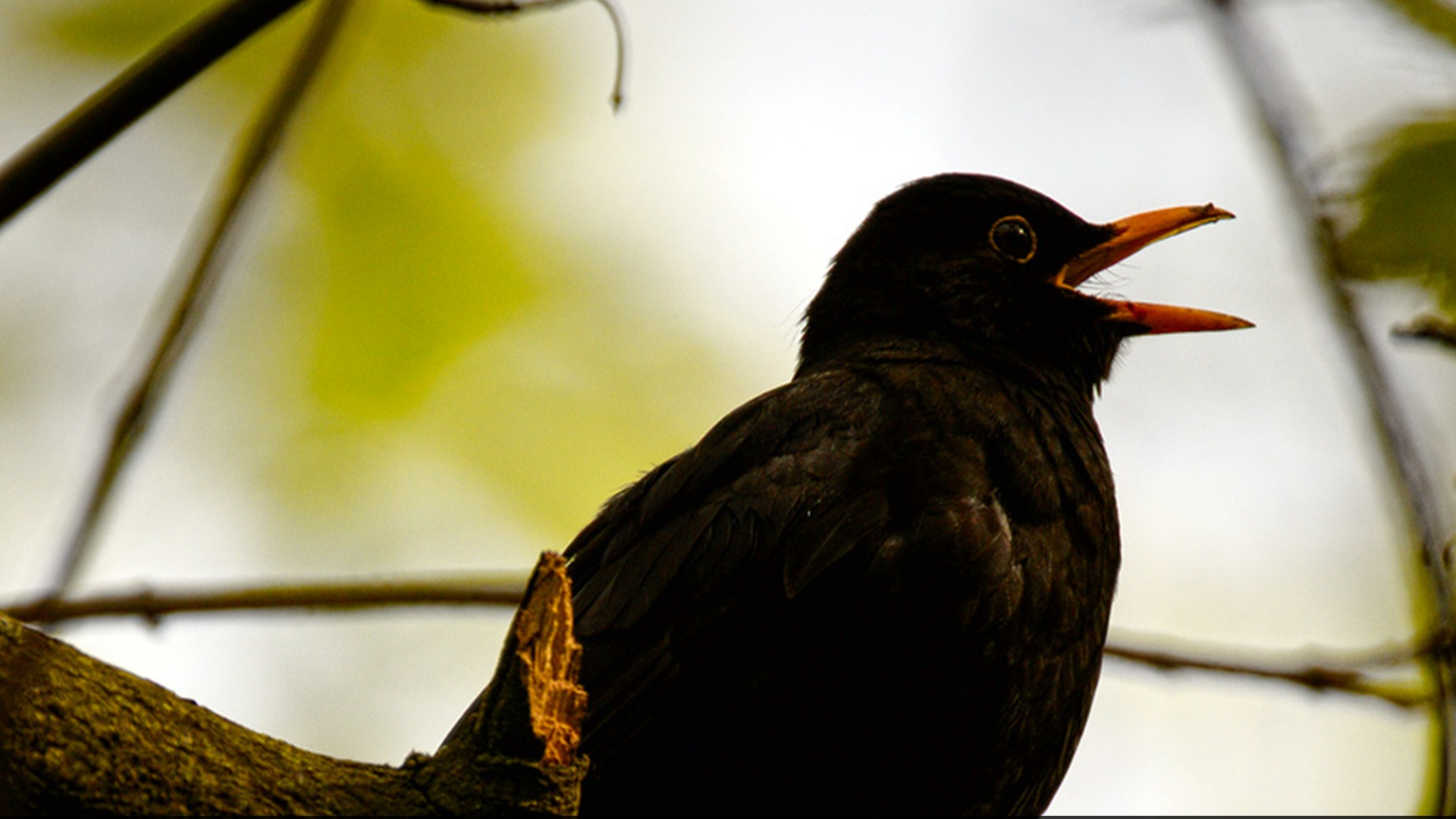 How to observe and count bird song: Citizen Science Workshop | Bangor ...