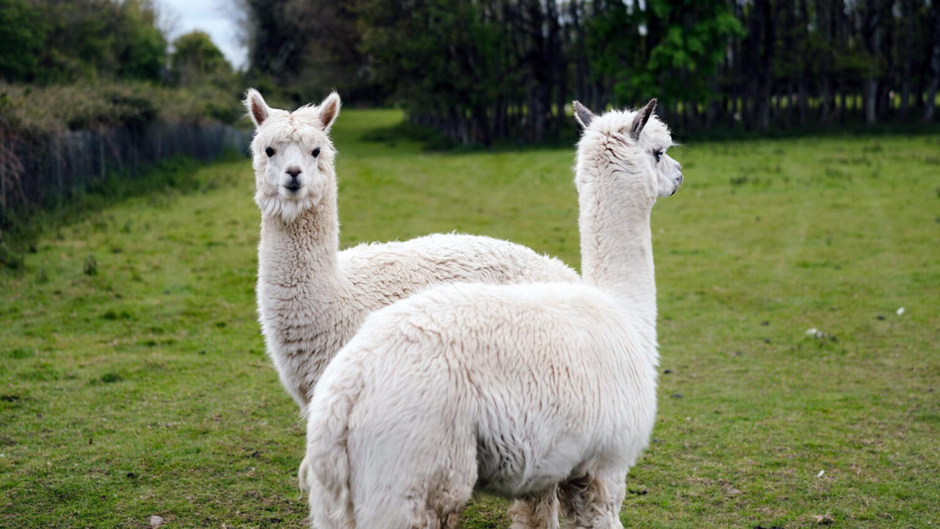 alpaca