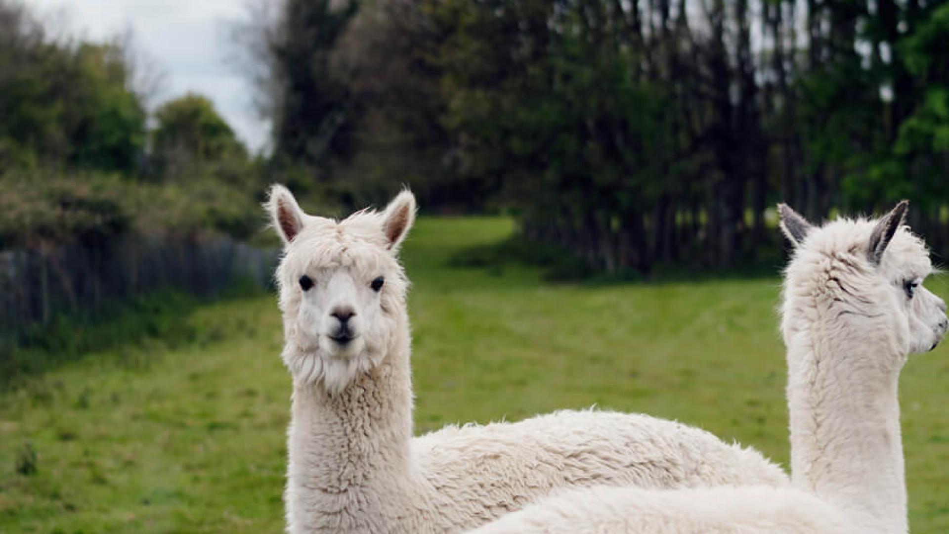 alpaca