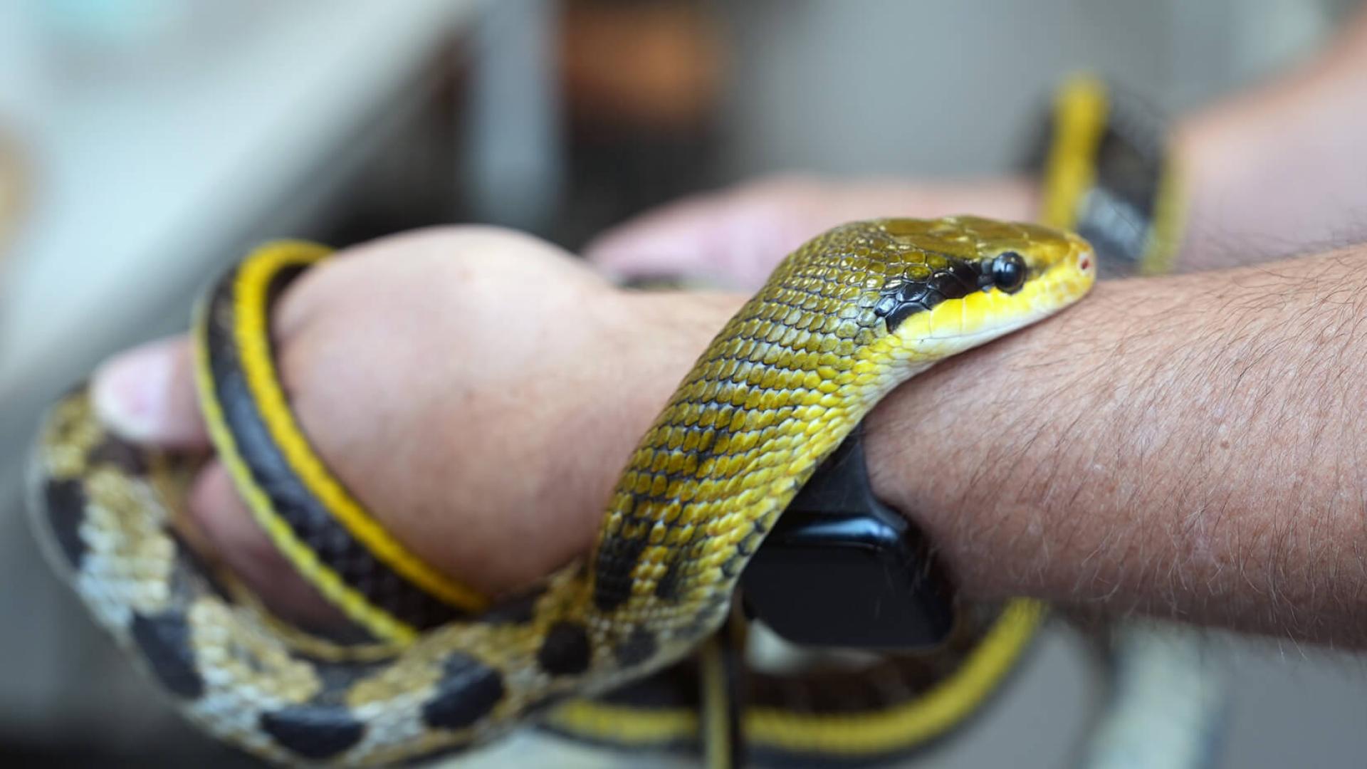 Snake on persons arm