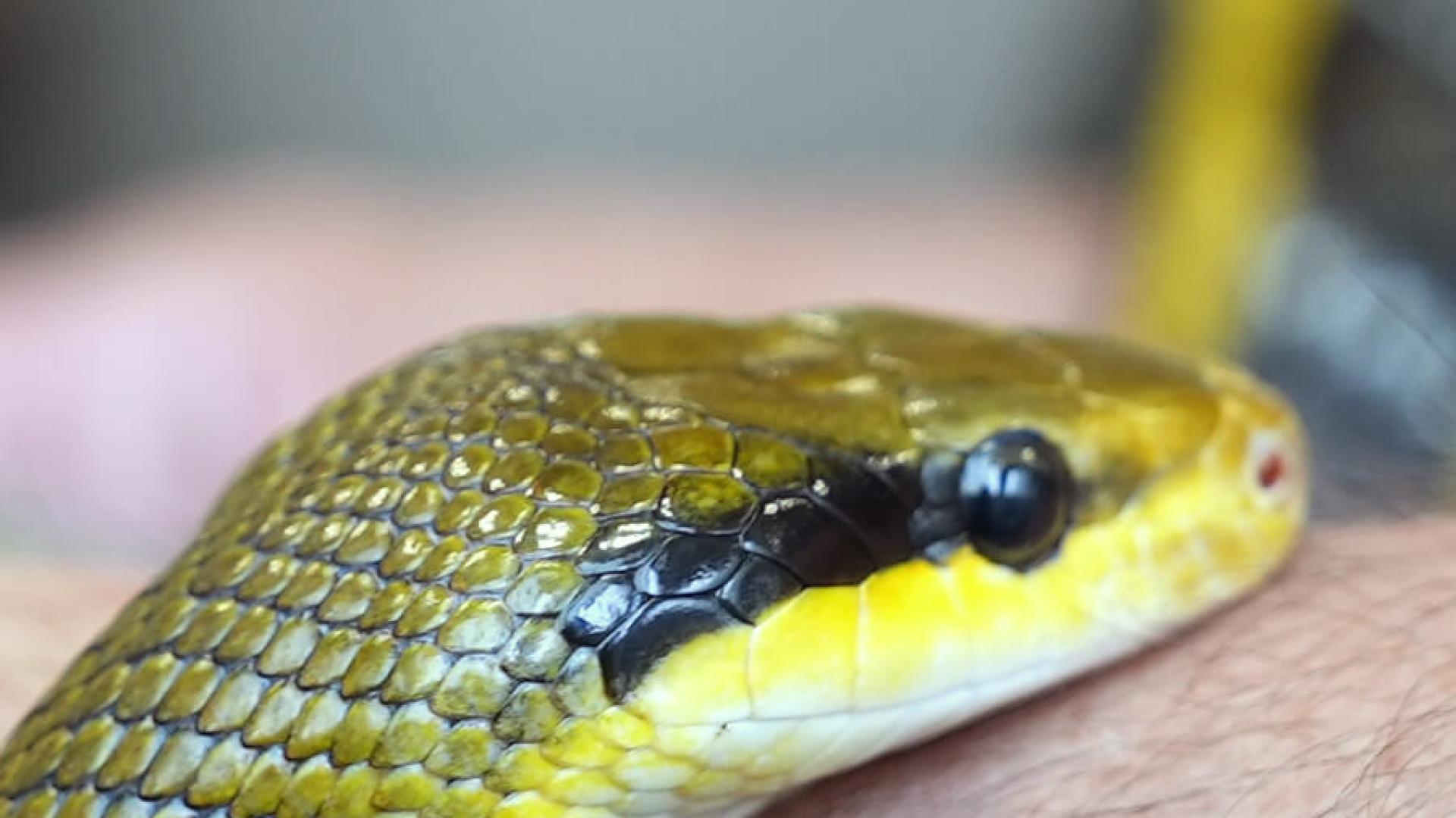 Snake on persons arm
