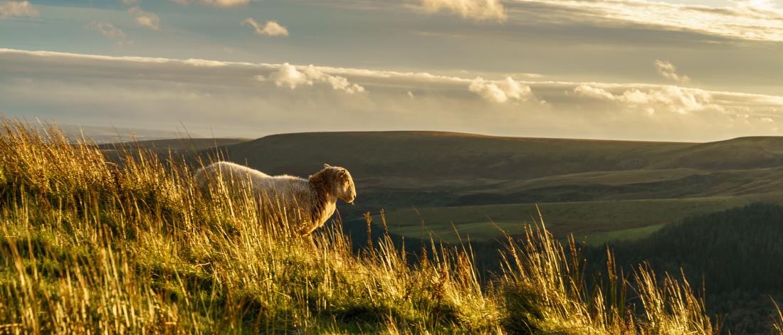 Sheep roaming the Snowdonia National Park 