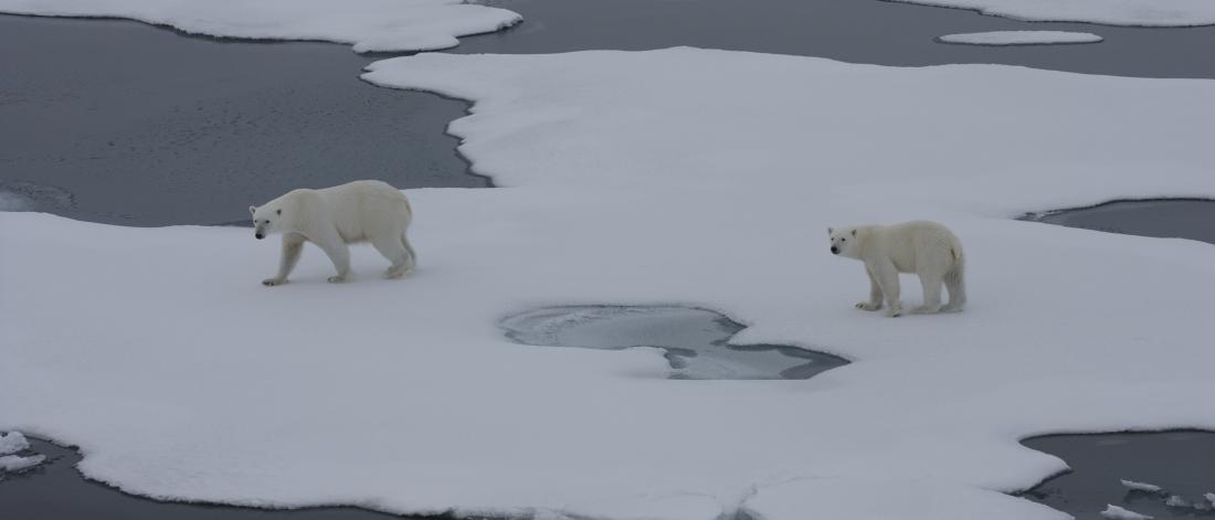 Melting ice