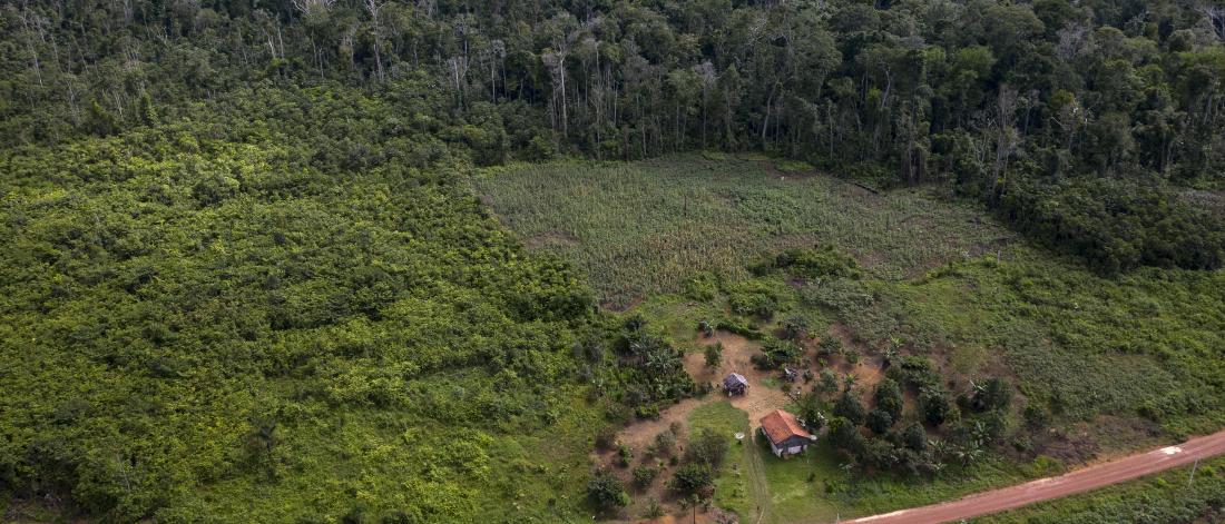 Amazonian forest recovery are dwarfed by deforestation