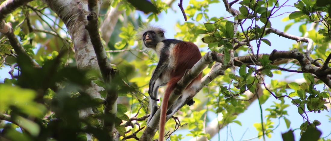 A monkey sits in a tree.