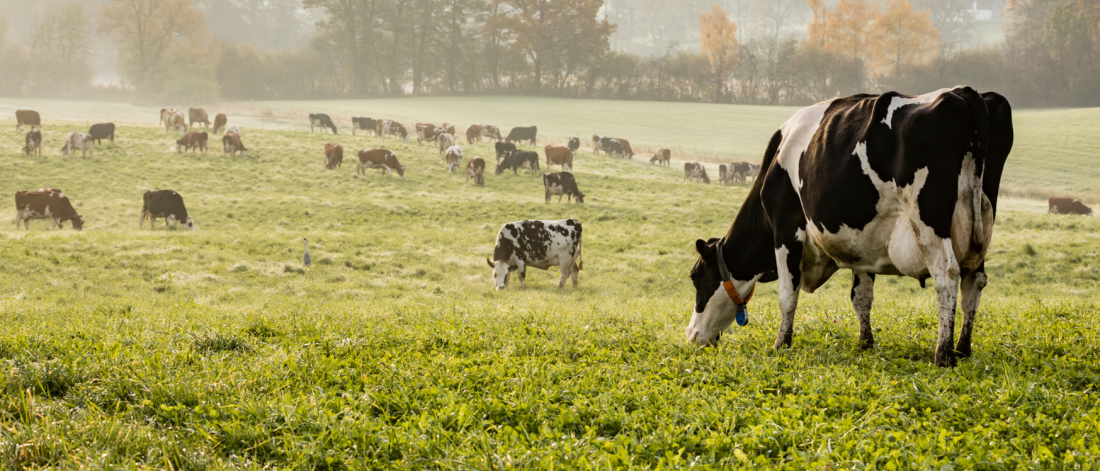 Cows grazing